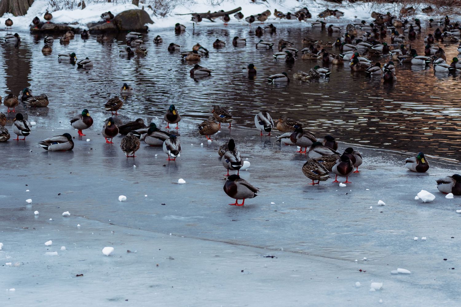 Large flock of mallard ducks gathered on a frozen snow-covered pond in winter.