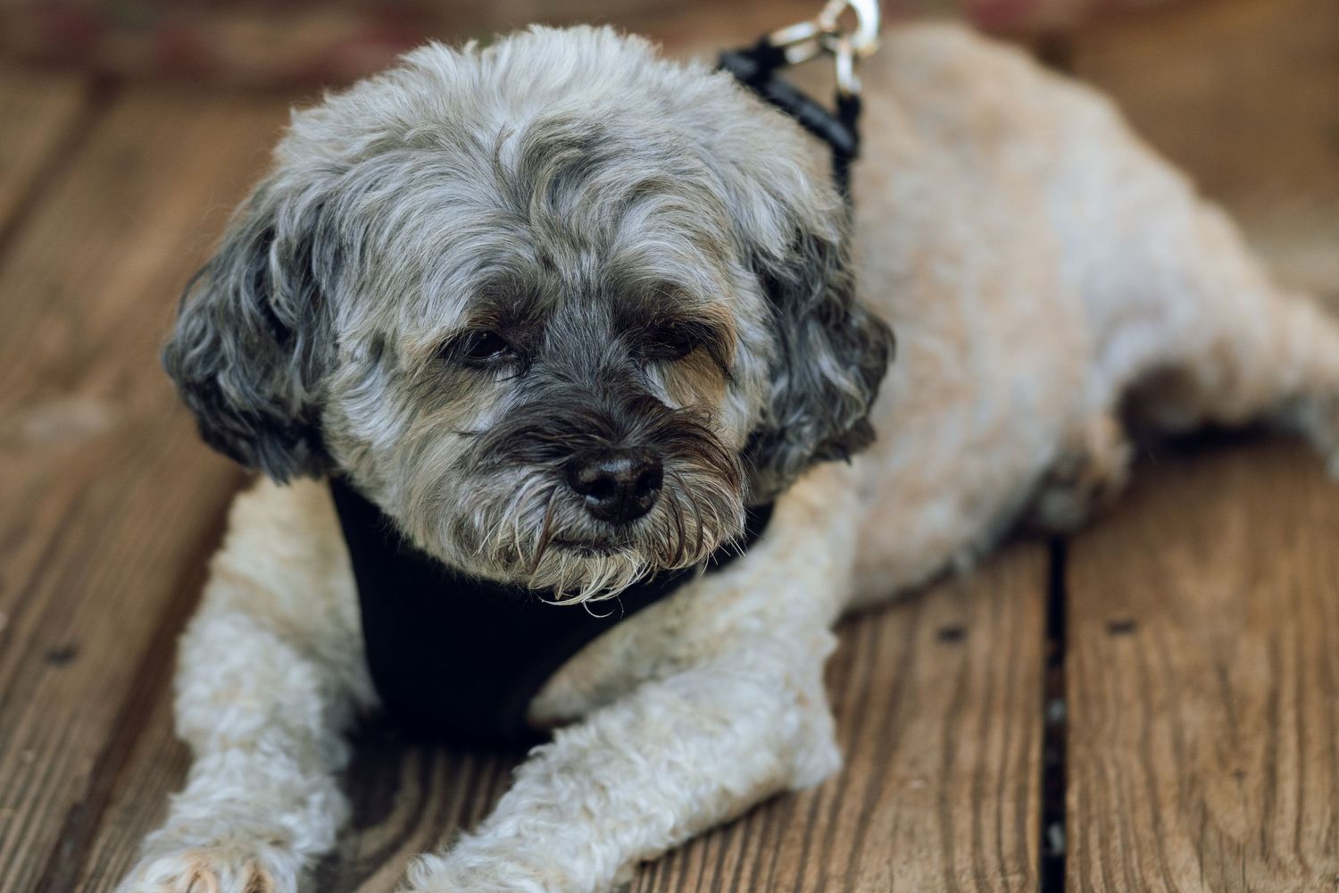 An adorable gray and white Shih Tzu mix wearing a black harness resting on a wooden deck.