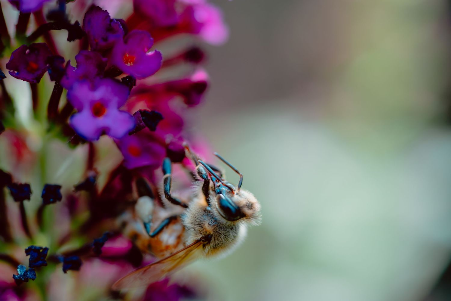 Close-up of a honeybee pollinating vibrant pink and purple butterfly bush flowers outdoors.