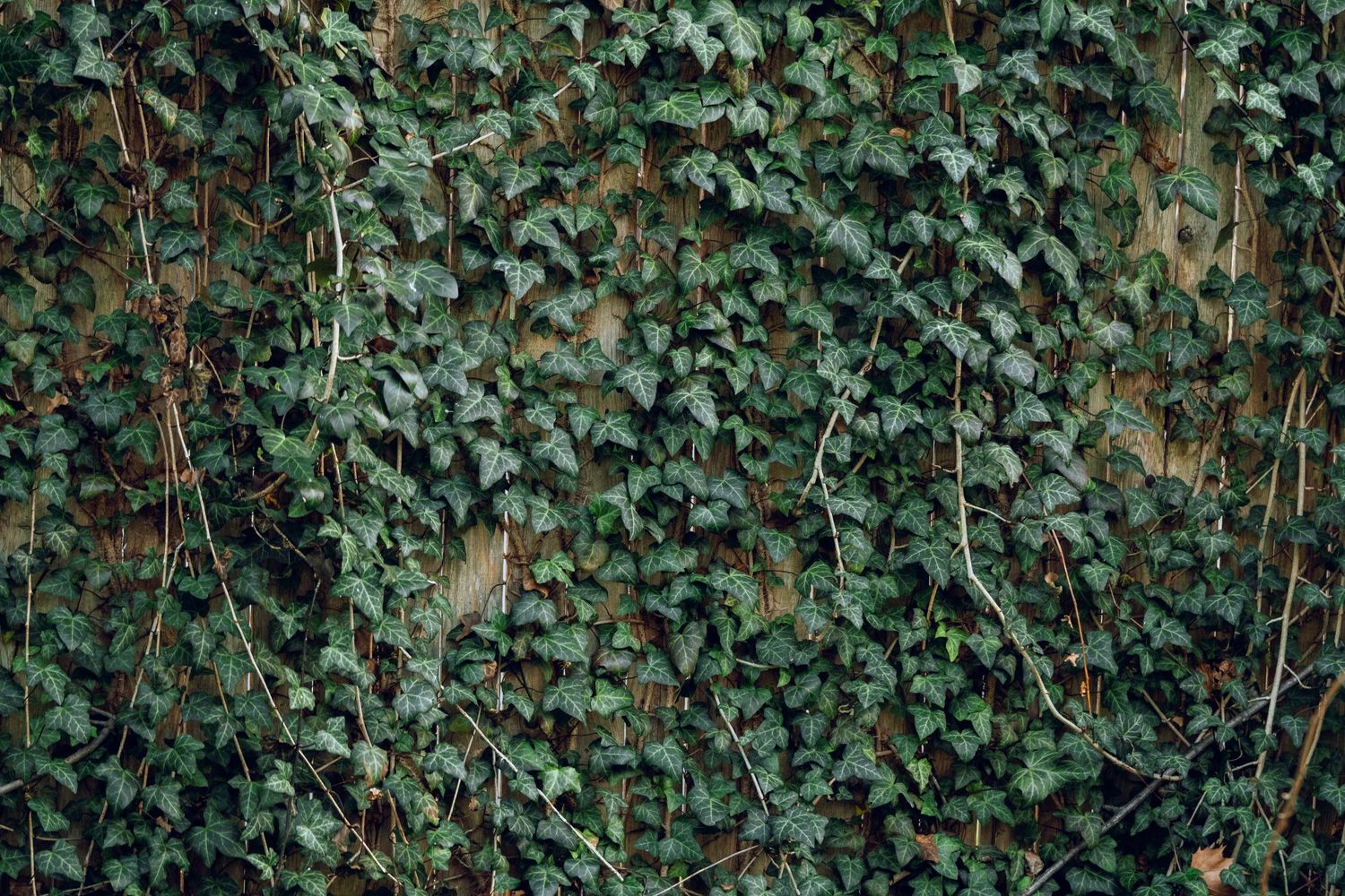 Dense green ivy vines covering a wooden wall creating a natural textured backdrop.