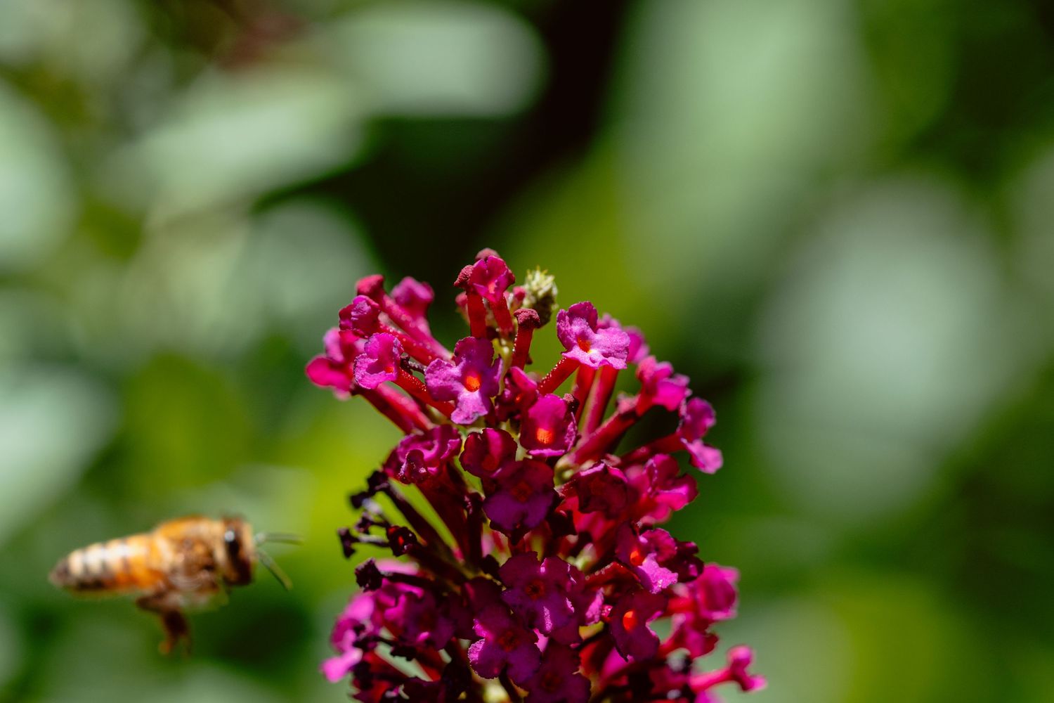 A honeybee flying toward a bright pink butterfly bush bloom with green bokeh background.