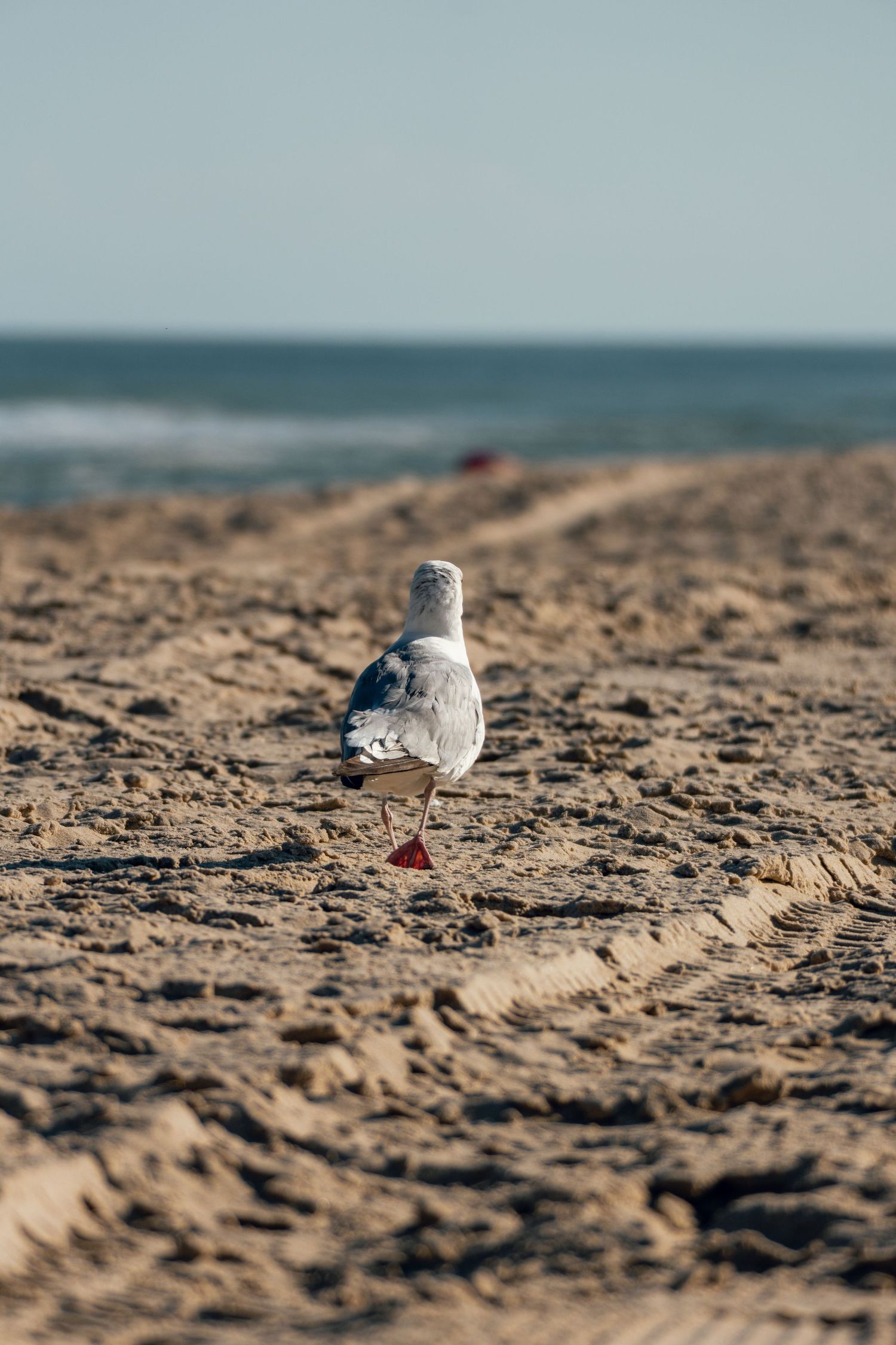 A seagull walking away on a sandy beach with ocean waves visible in the background.