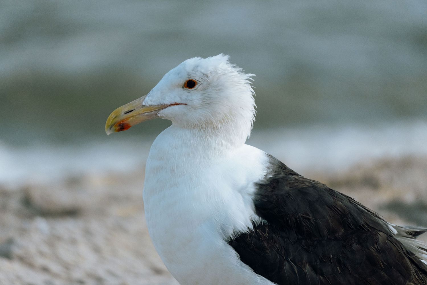 Close-up portrait of a great black-backed seagull with white head and yellow beak on a rocky beach.