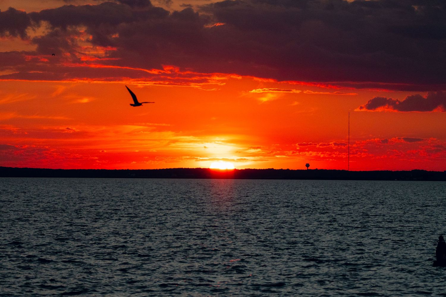 Bird in flight silhouetted against a glowing red sunset reflecting on open water.
