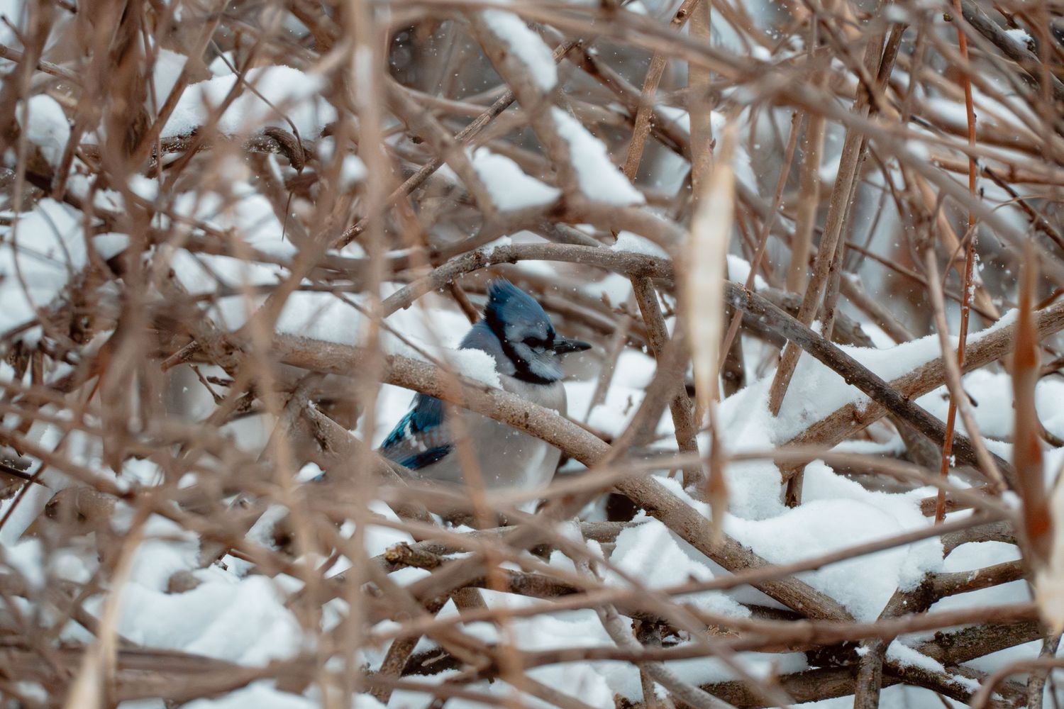 Blue jay peeking through tangled snow-dusted branches in winter.