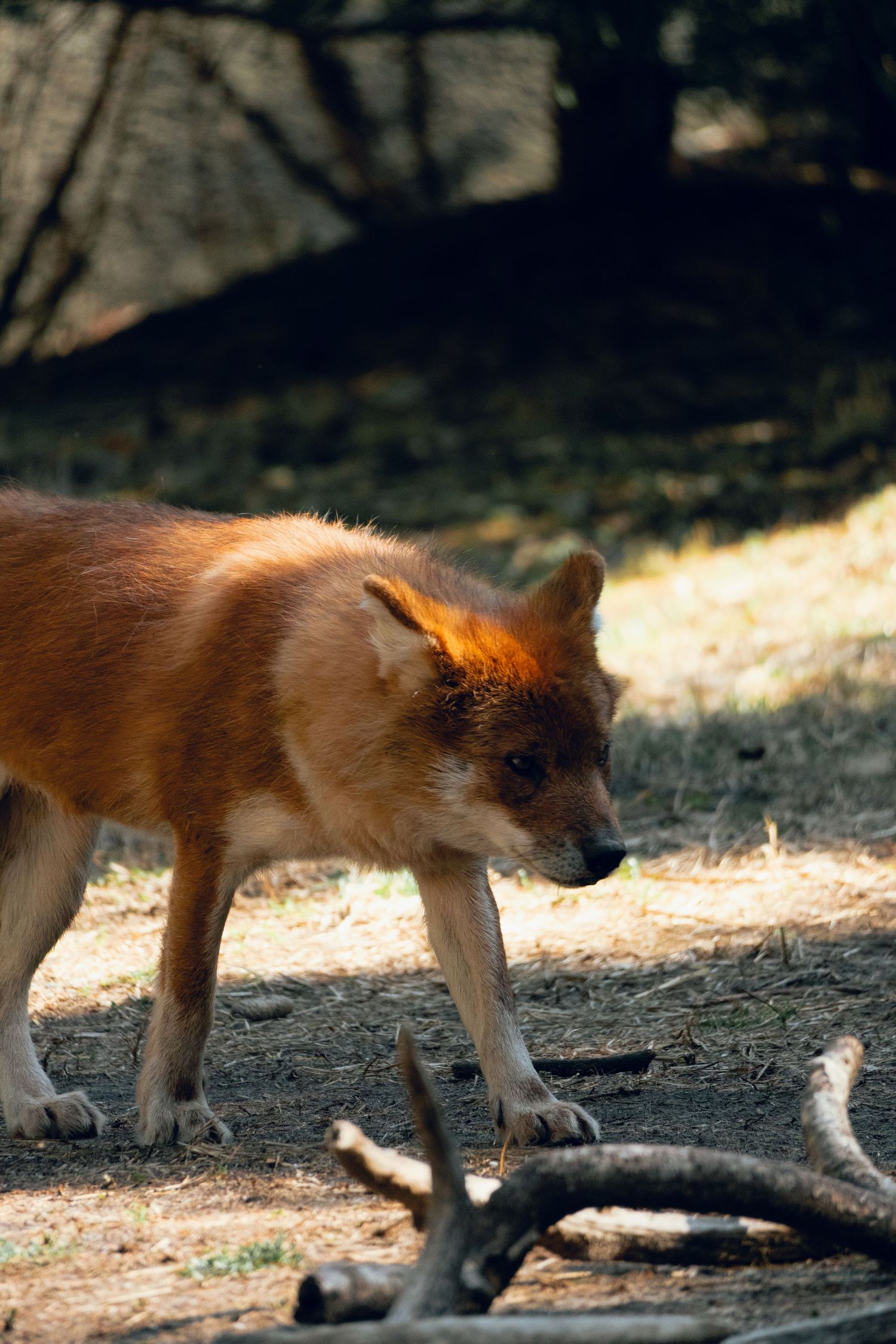 A wild dingo with reddish-brown fur walking on dry ground in a shaded forest environment.