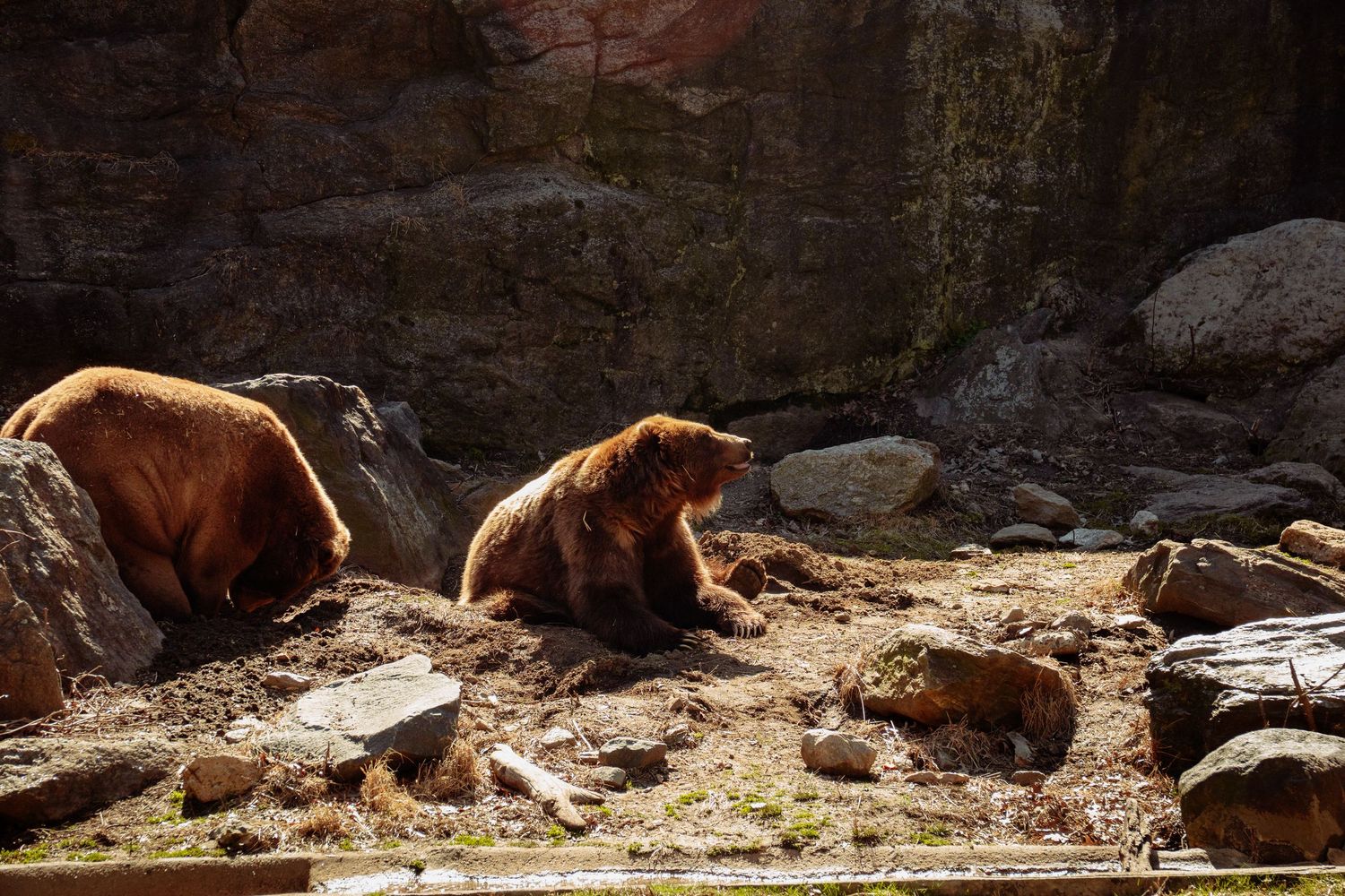 Three brown grizzly bears relaxing on rocky ground in a zoo enclosure with stone walls.