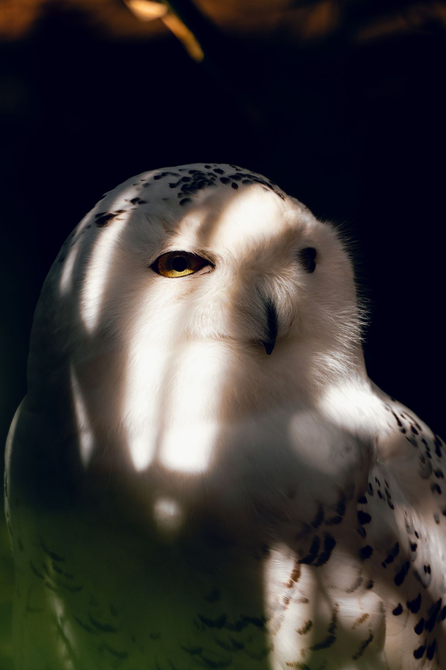 A snowy owl illuminated by dramatic light and shadow against a dark background.
