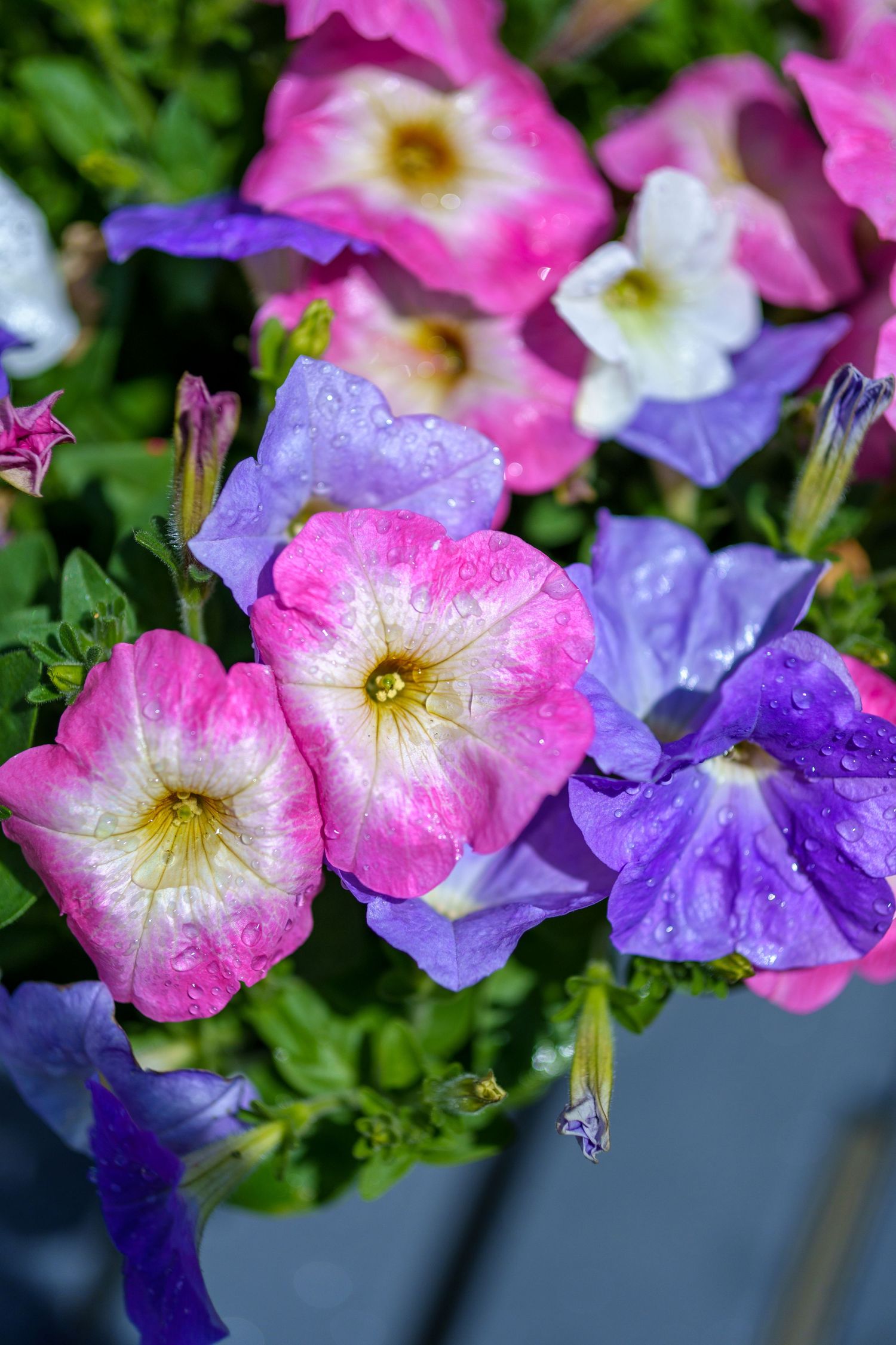 Mixed pink, white, and purple petunias with water droplets in a garden planter.