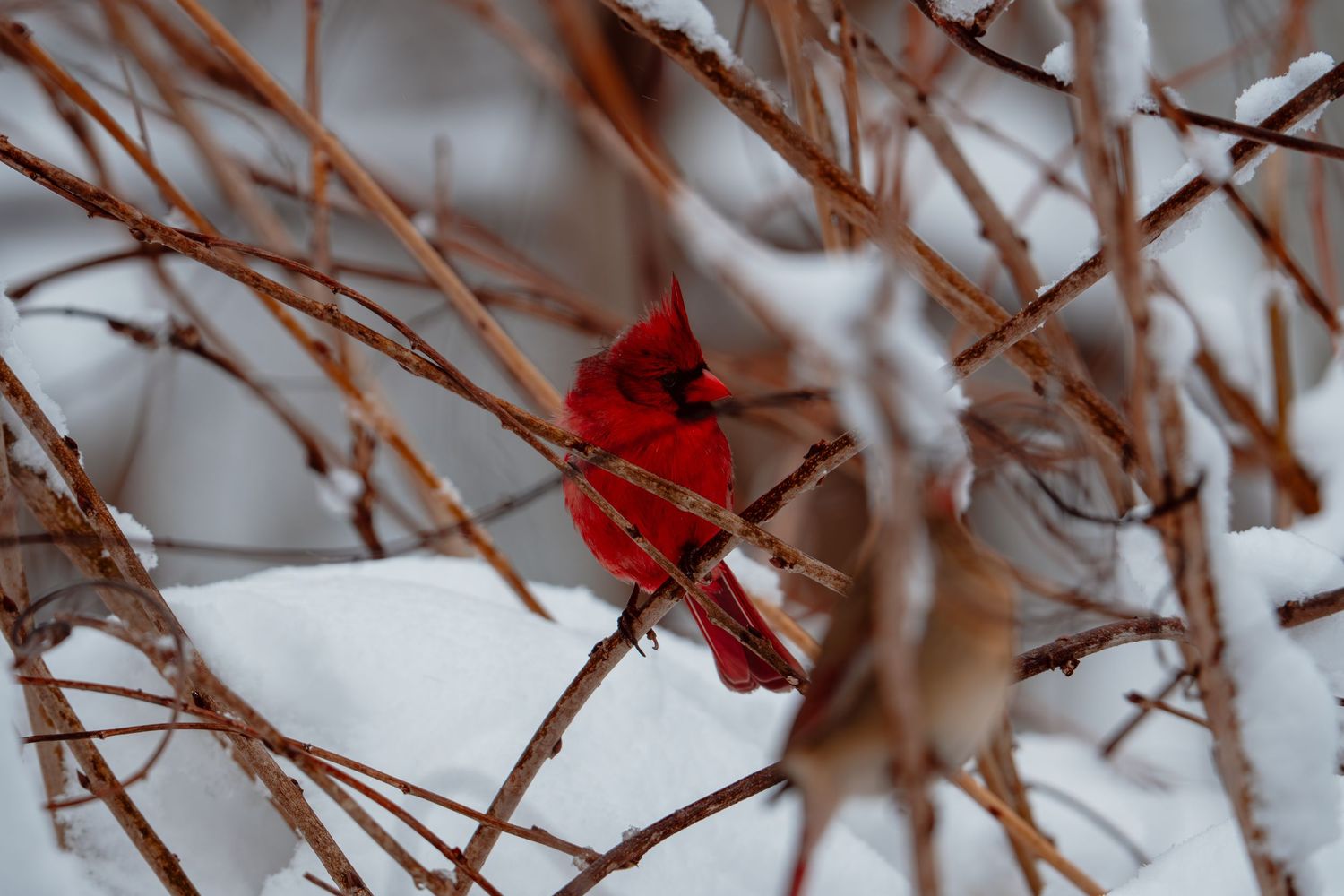 A vibrant male northern cardinal perched among snow-dusted bare branches in winter.