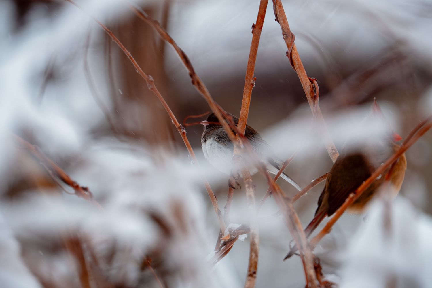 Small bird barely visible through heavily snow-covered winter branches.