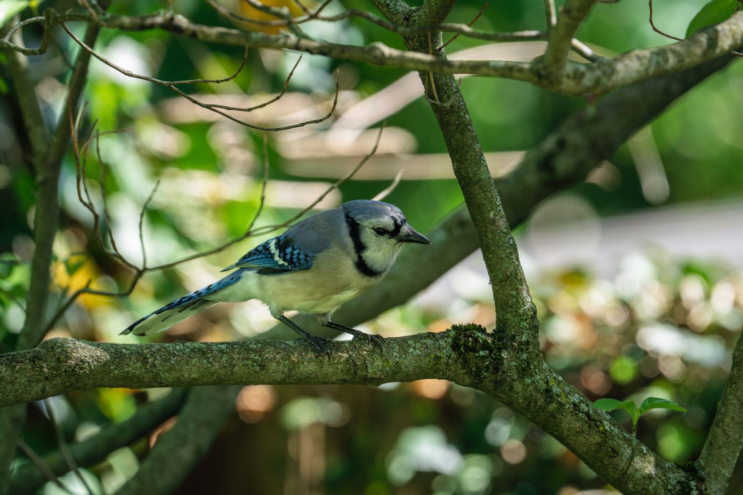 A Blue Jay clutching food in its beak while perched on a lichen-covered branch in a green garden.