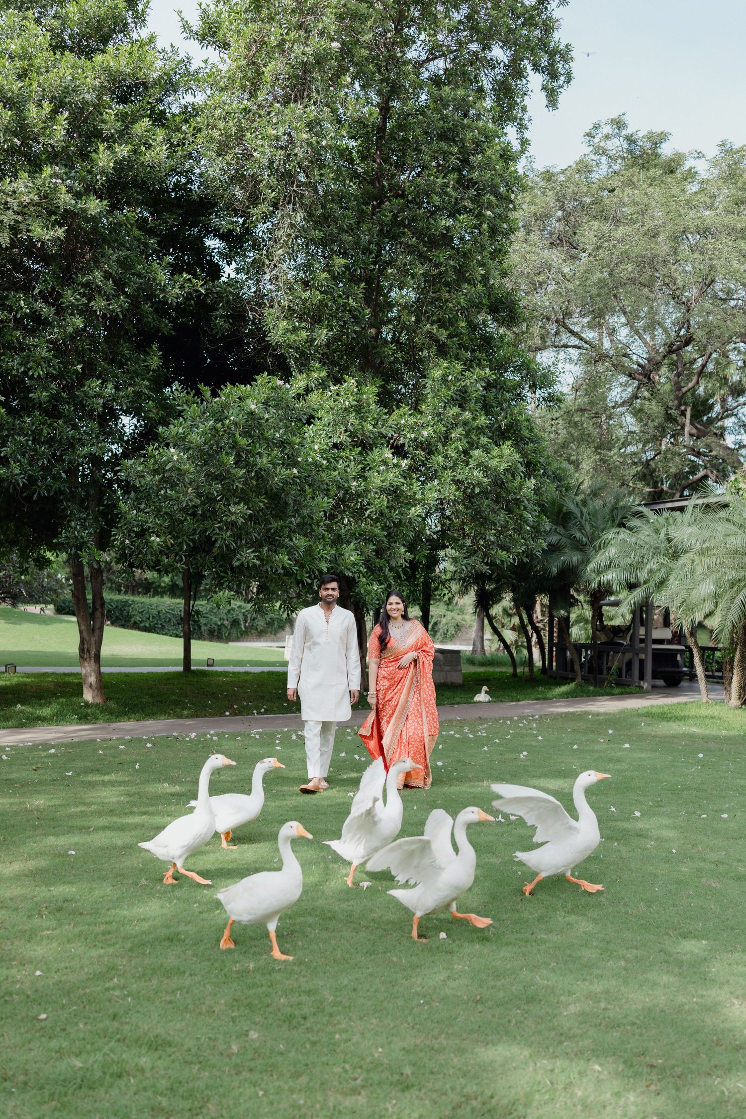 Indian couple in traditional attire walking among white geese on lush green lawn surrounded by trees.