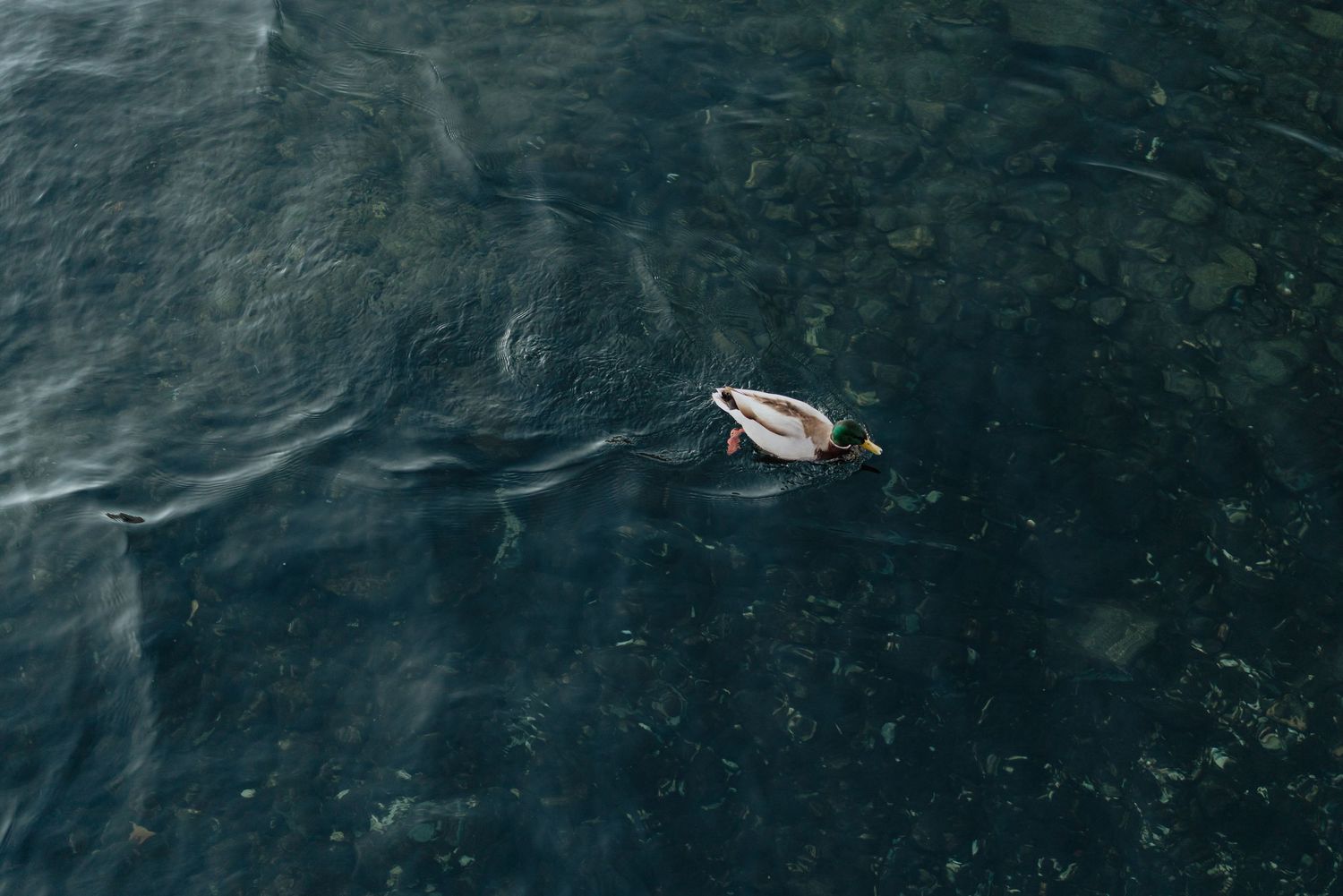 A mallard duck swimming alone on dark rippling water with a rocky bottom visible beneath the surface.