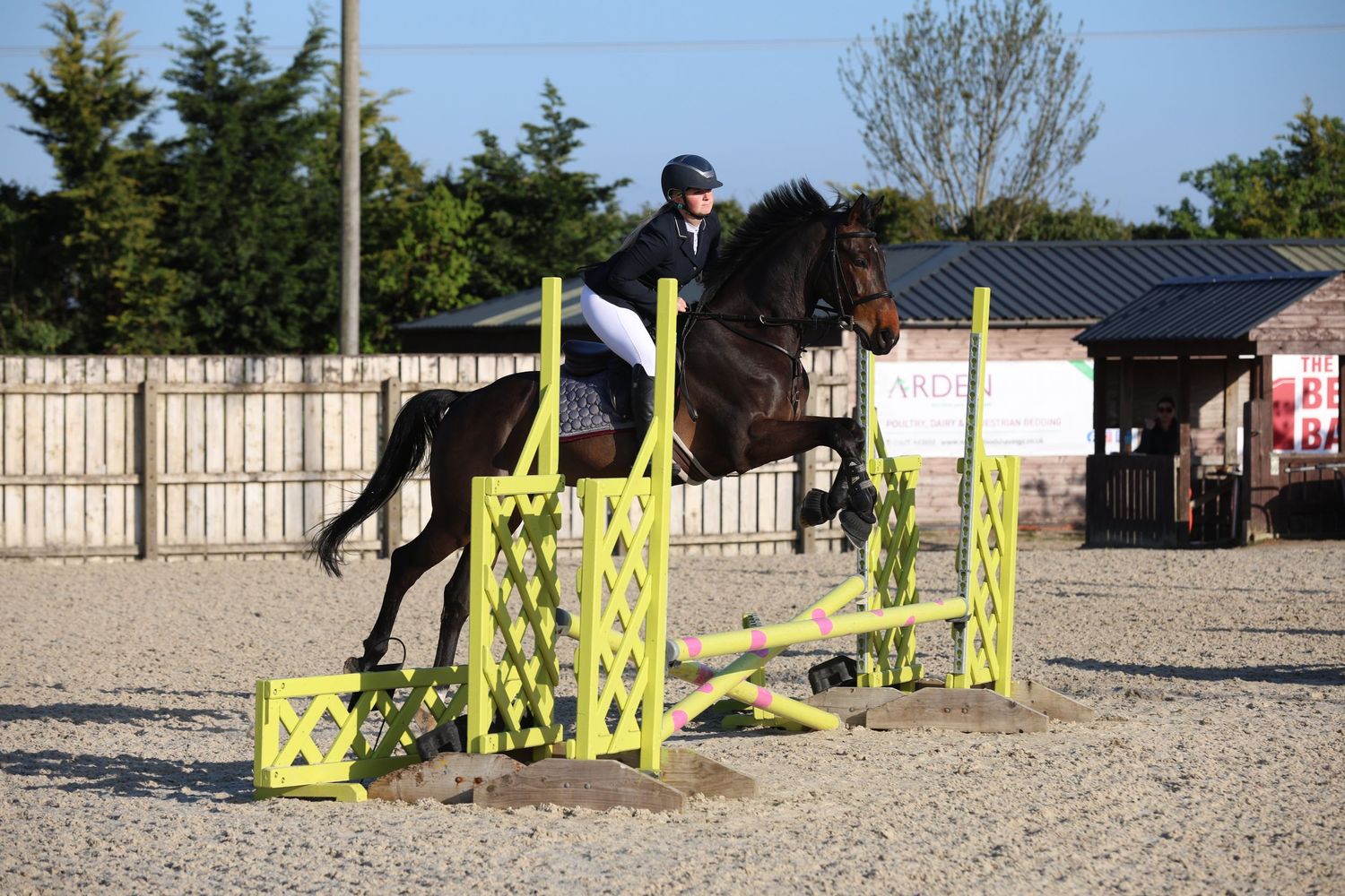 Dark horse and rider jumping yellow show jumps in an outdoor equestrian arena.