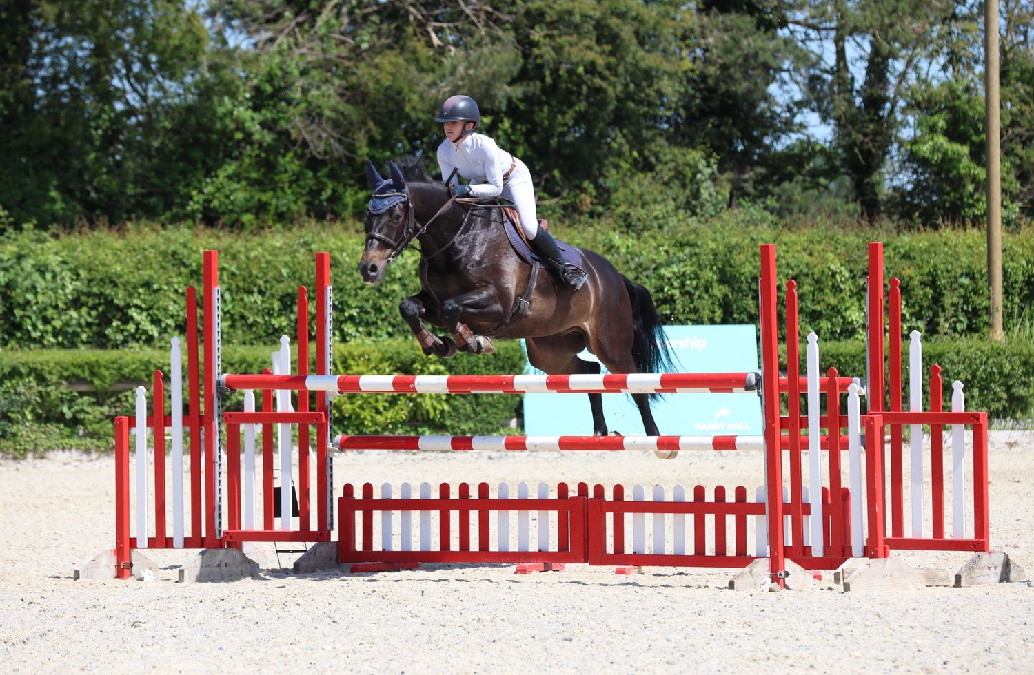 Equestrian rider on a dark horse clearing a red and blue show jump in a sandy arena.