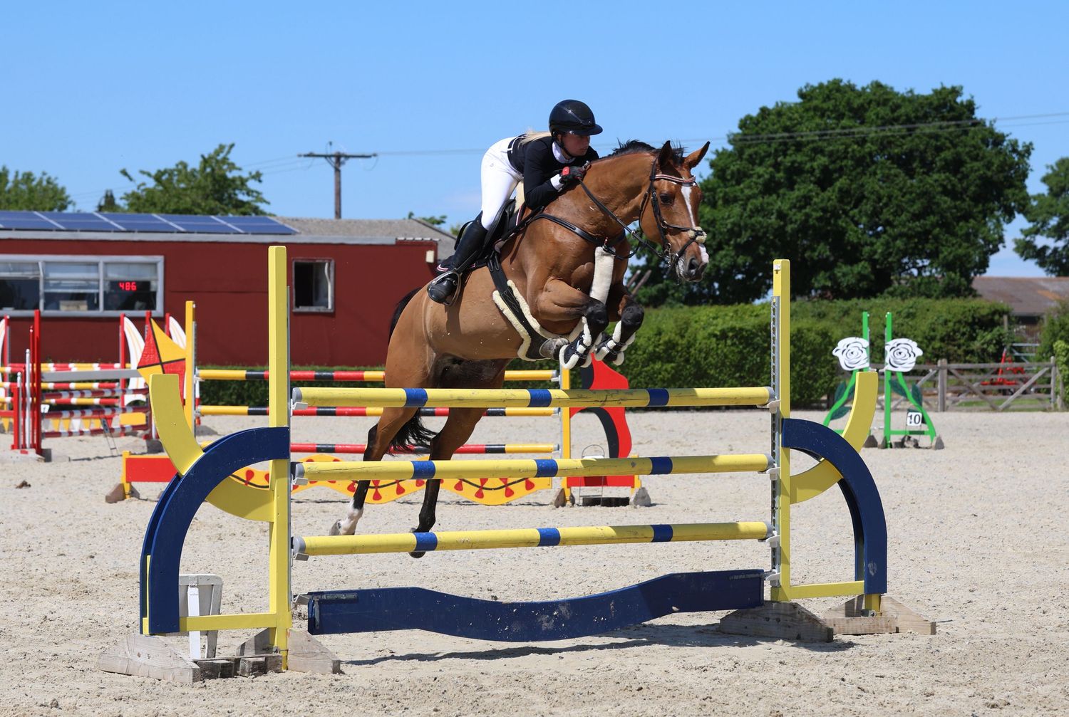 A rider in white and black jumps a chestnut horse over blue and yellow poles in a sunny outdoor arena.