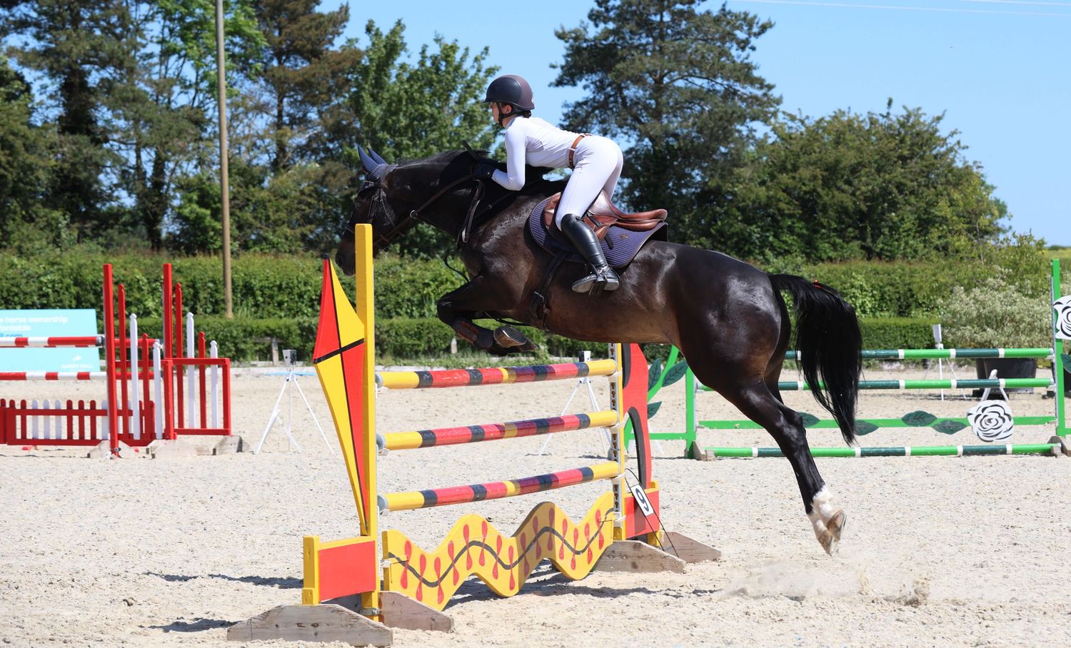 A rider in white shirt jumps a dark horse over yellow and orange striped poles in an outdoor equestrian arena.