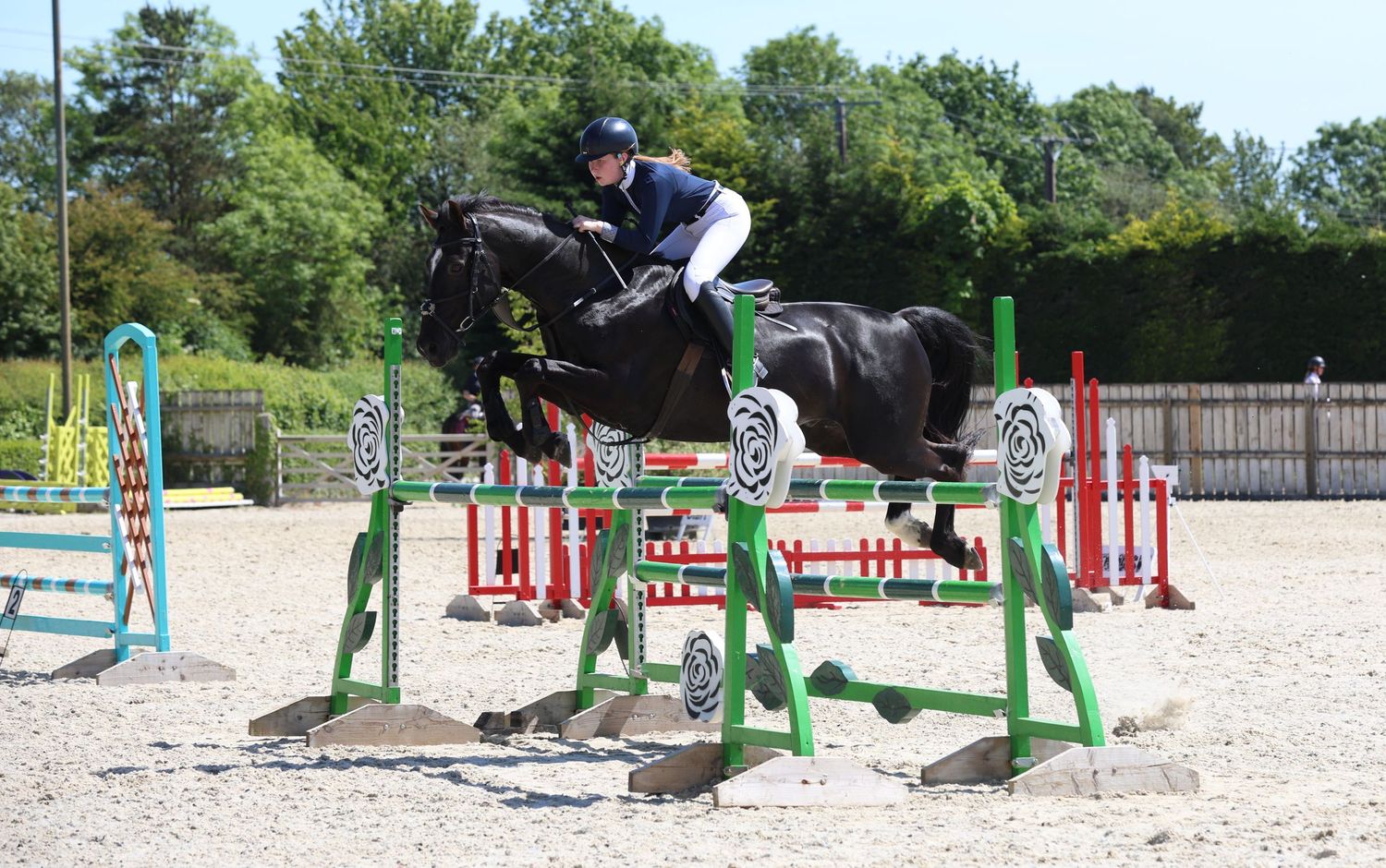 A rider in blue jacket jumps a black horse over green and white poles in a sunny outdoor show jumping arena.