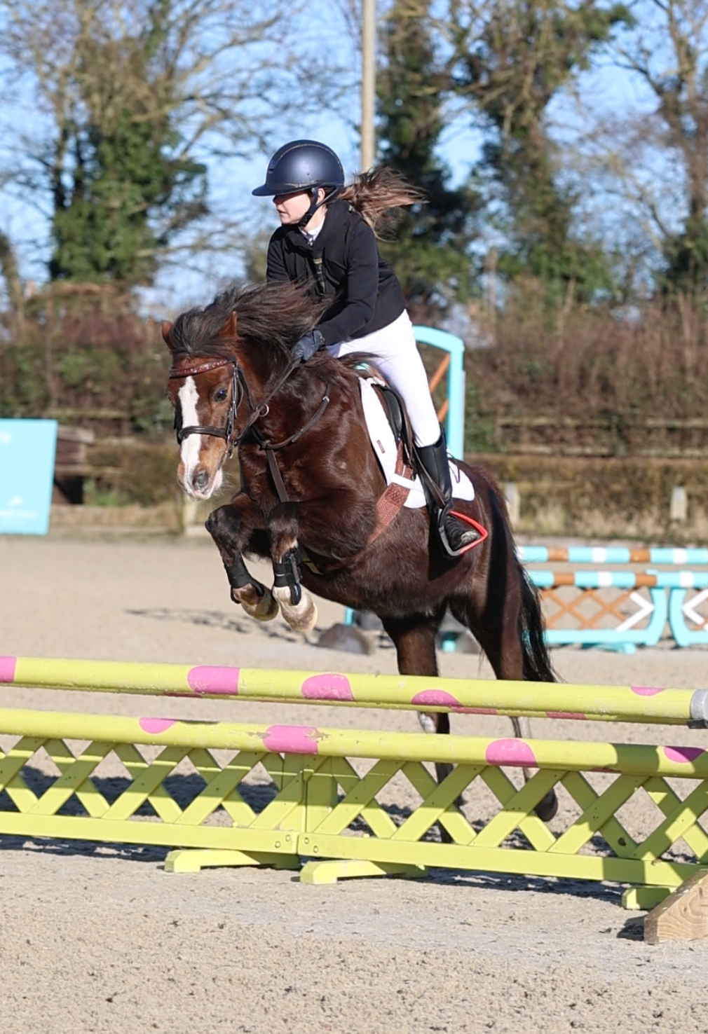 A rider in black jacket and helmet jumps a chestnut horse over colorful poles in an outdoor equestrian arena.