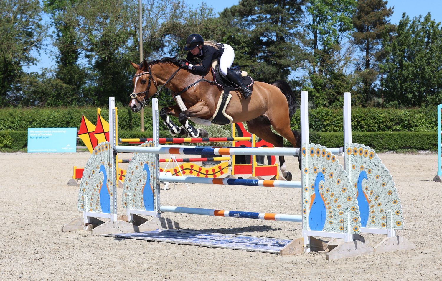 A rider in navy jacket jumps a chestnut horse over colorful poles in a sunny outdoor show jumping arena.