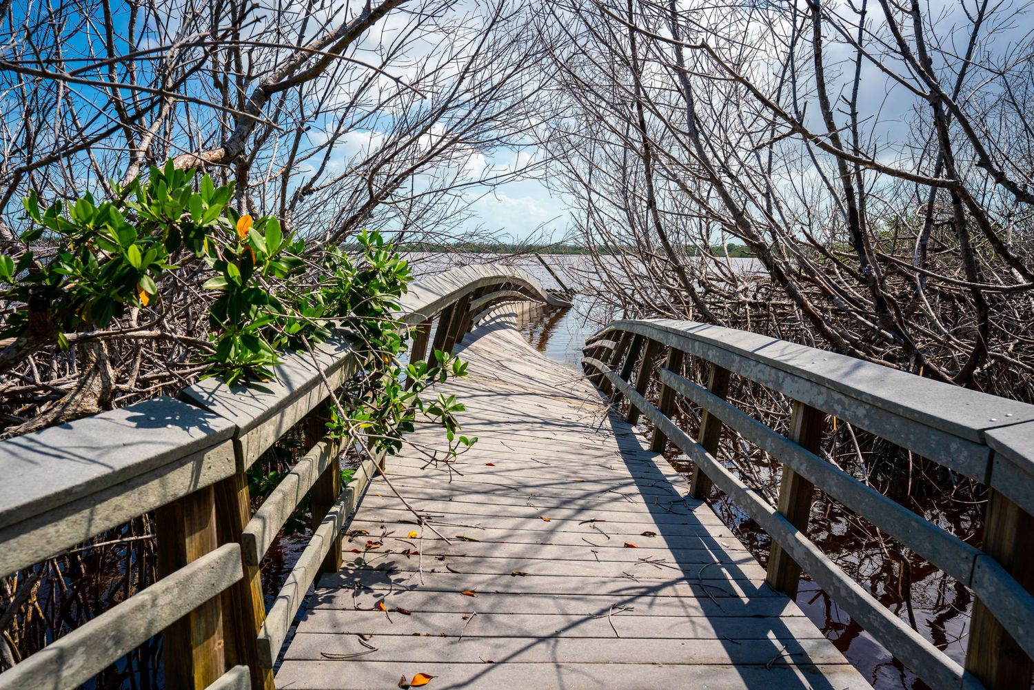 Everglades National Park - West Lake Trail
Fine Art Photography Print Sold by Sean Magner