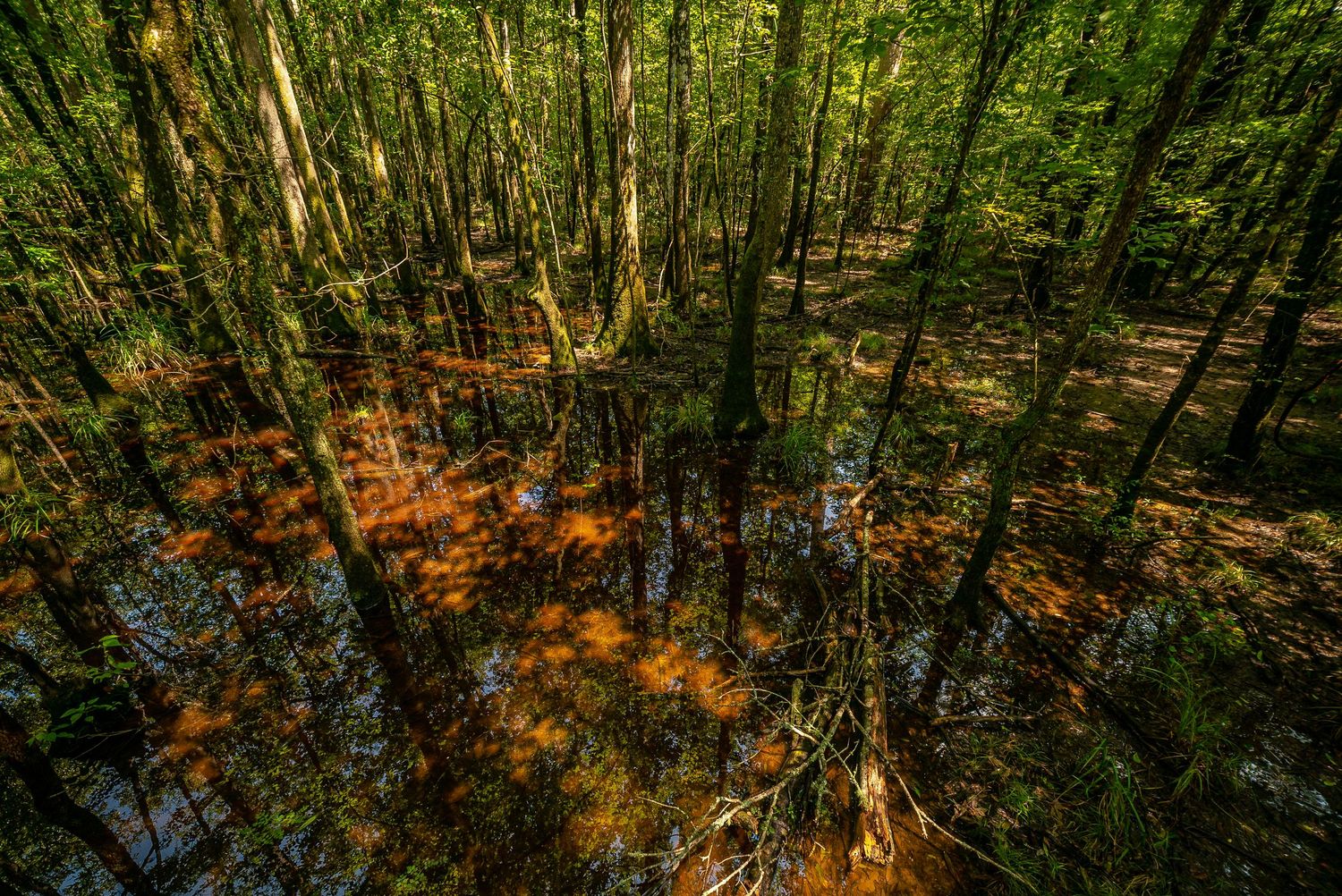 Congaree National Park
Fine Art Photography Print Sold by Sean Magner