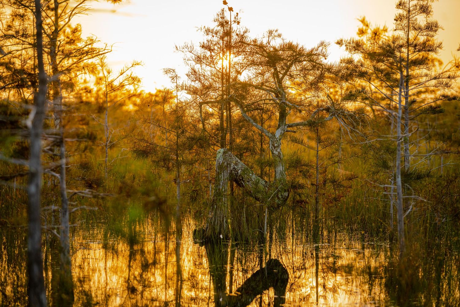 Everglades National Park - Z Tree
Fine Art Photography Print Sold by Sean Magner