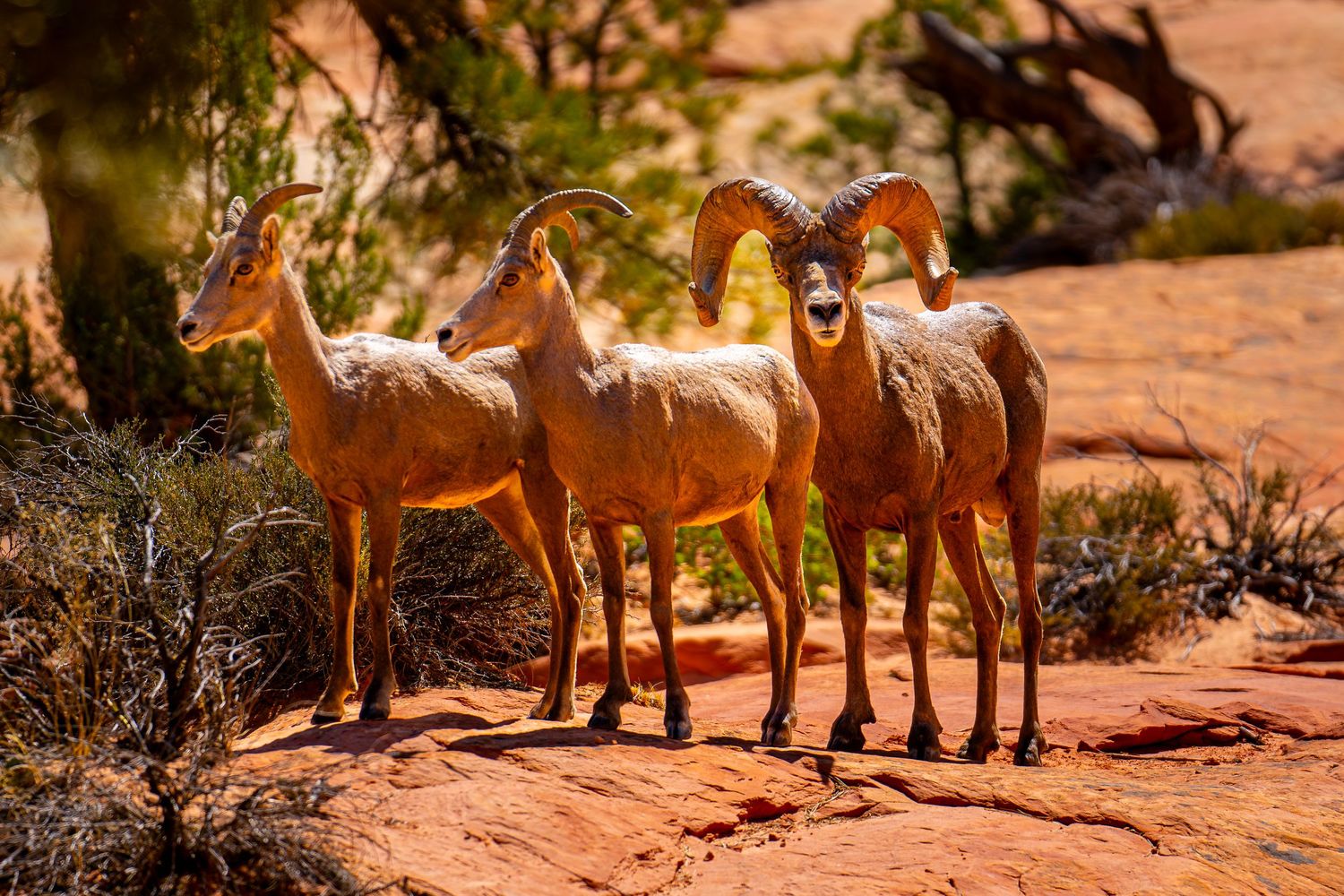 Zion National Park - Big Horned Sheep
Fine Art Photography Print Sold by Sean Magner