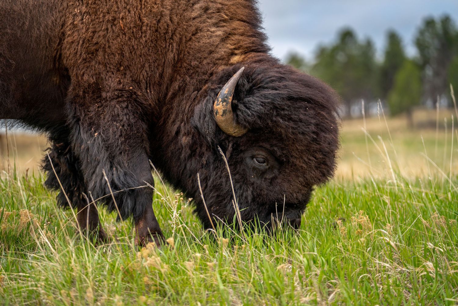 Wind Cave National Park - Bison
Fine Art Photography Print Sold by Sean Magner