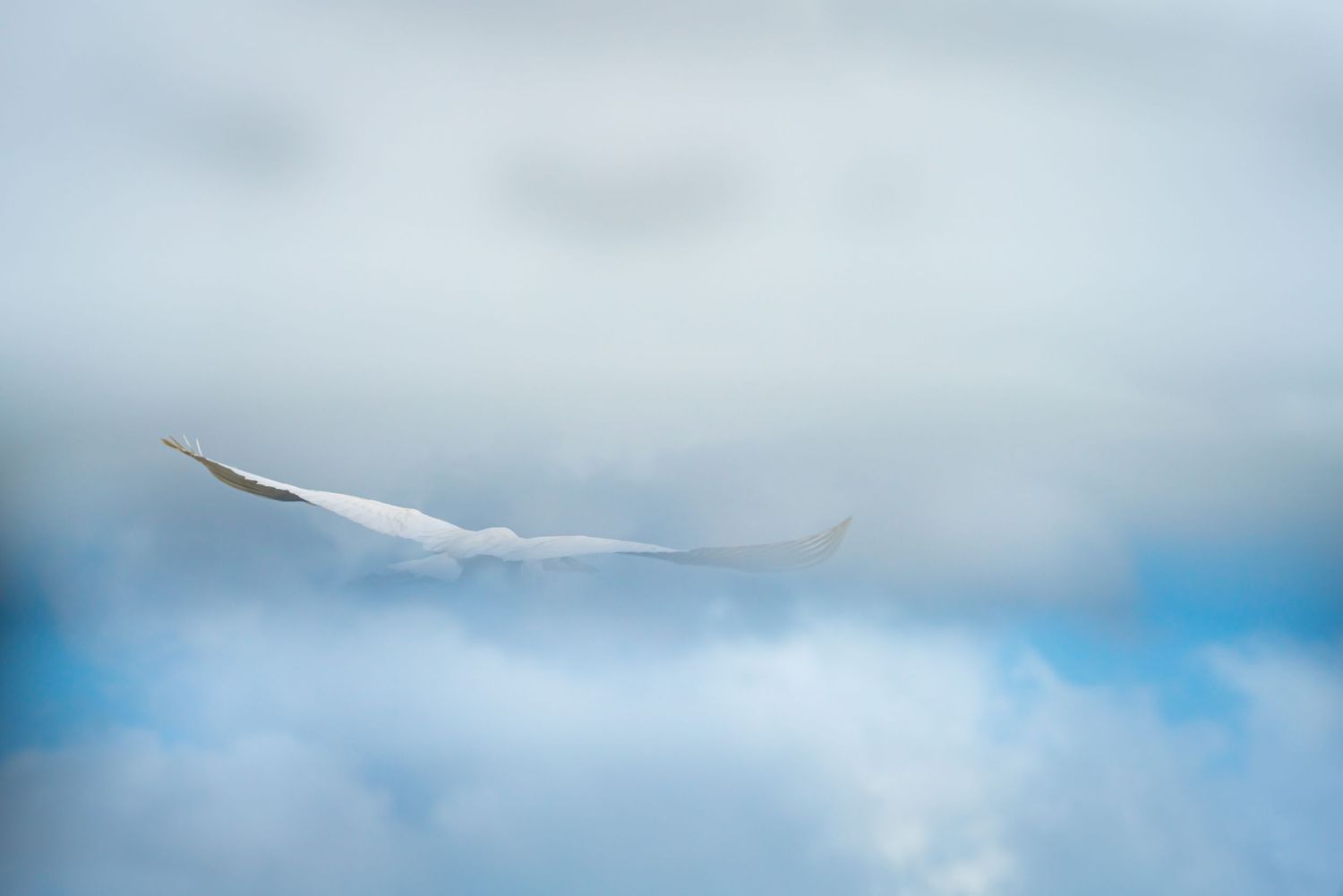 Everglades National Park - Great Egret
Fine Art Photography Print Sold by Sean Magner