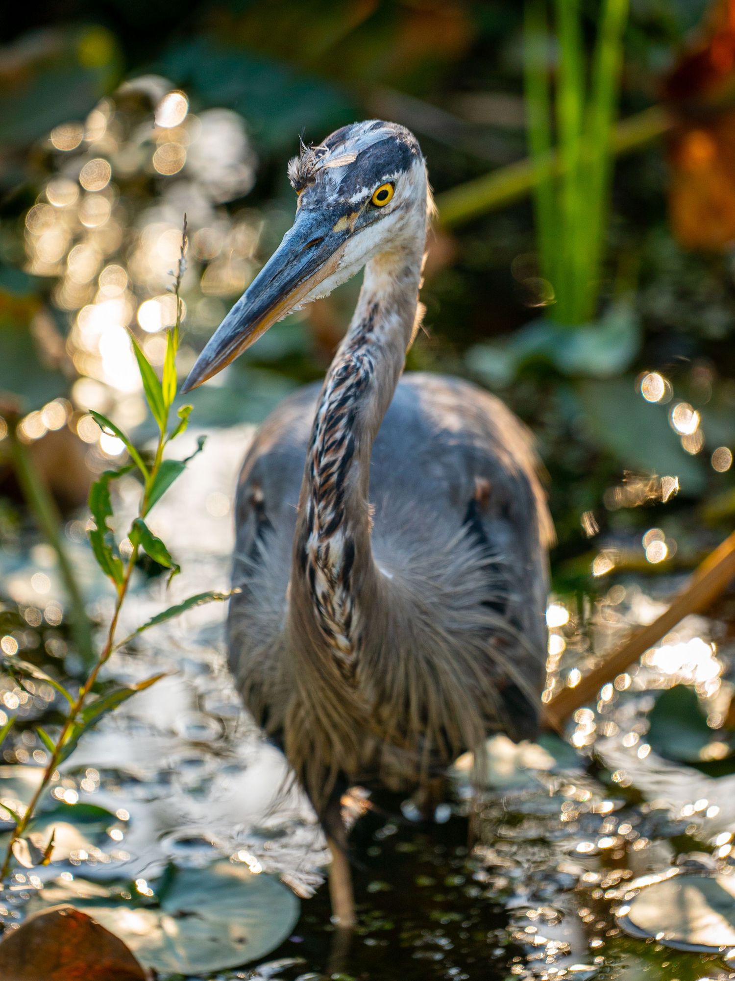 Cuyahoga Valley National Park - Beaver Marsh
Fine Art Photography Print Sold by Sean Magner