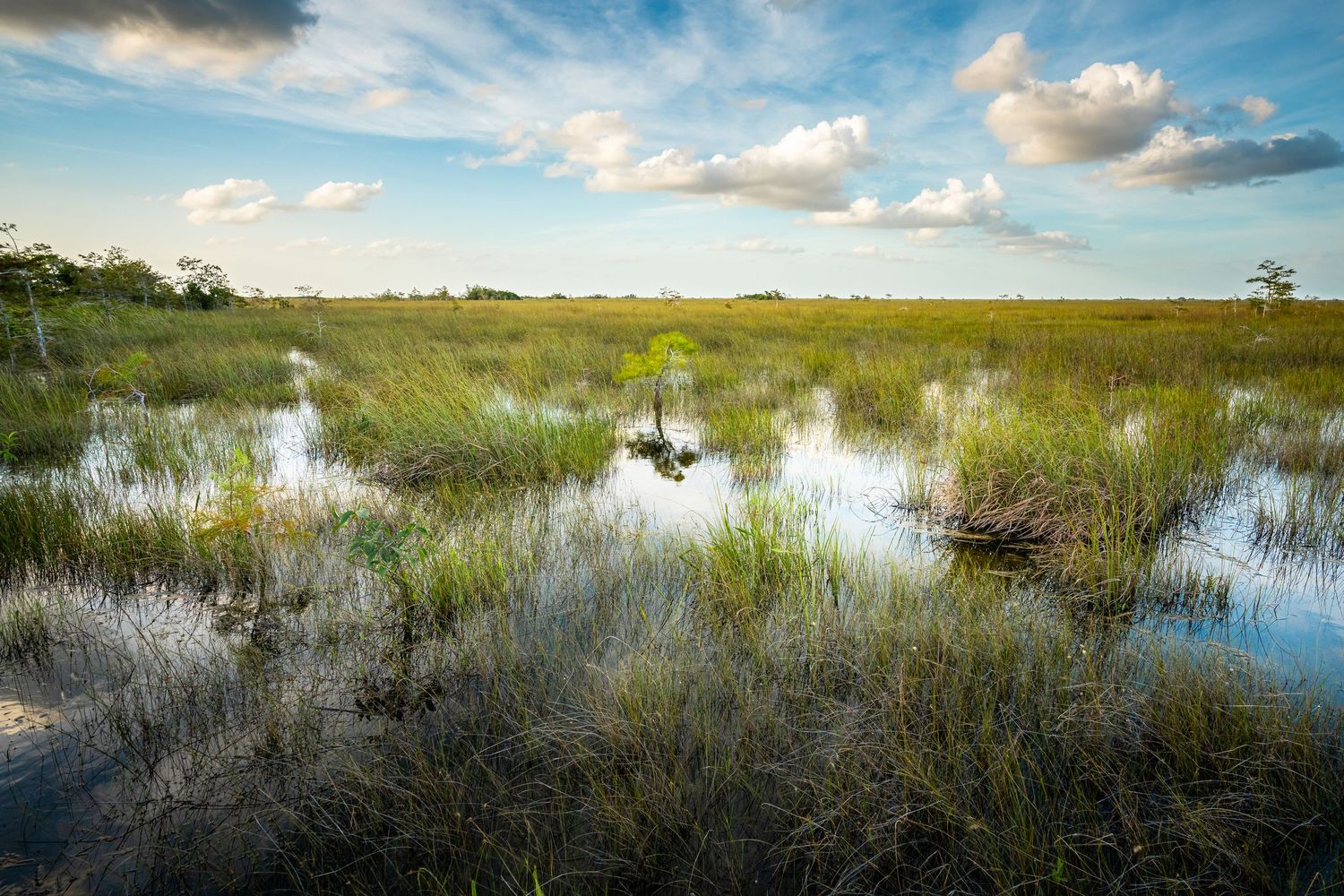 Everglades National Park - Grass
Fine Art Photography Print Sold by Sean Magner