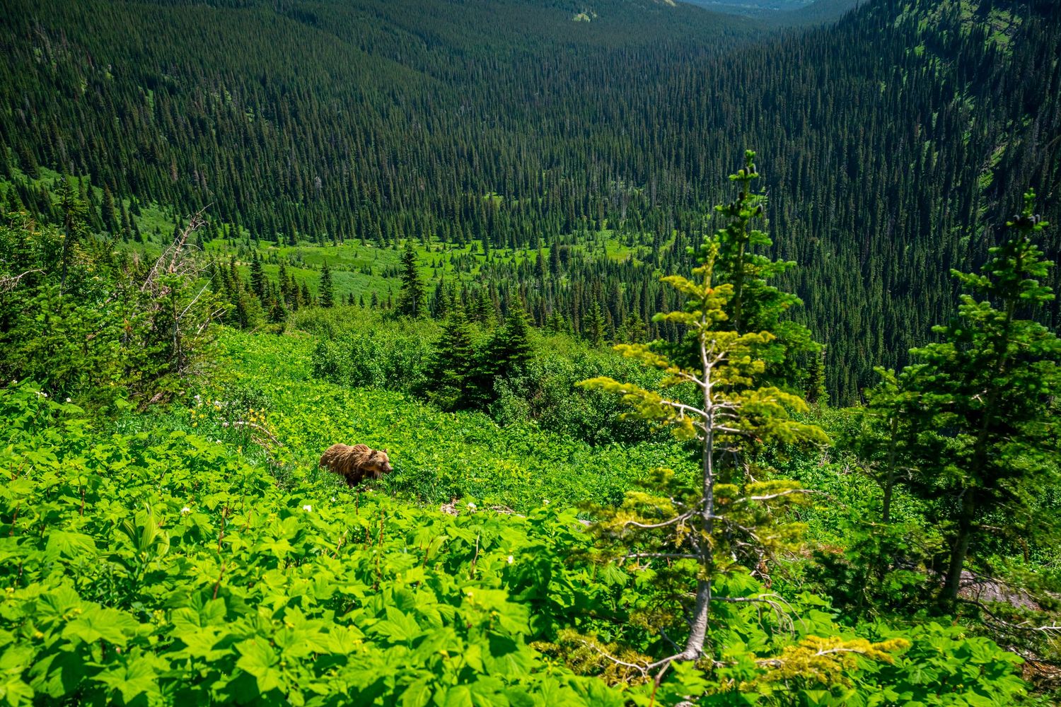 Glacier National Park - Many Glacier Basin Grizzly
Fine Art Photography Print Sold by Sean Magner