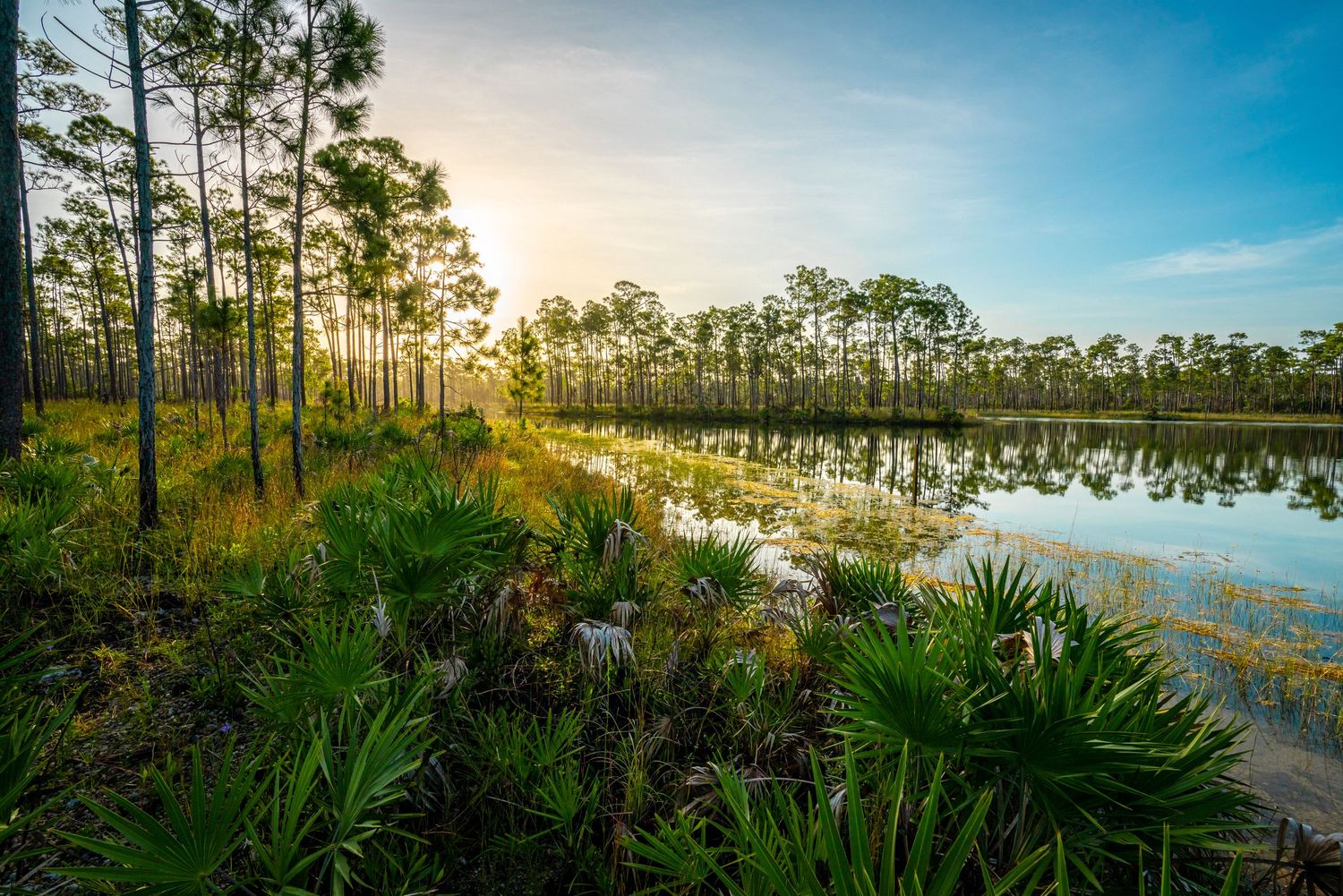 Everglades National Park
Fine Art Photography Print Sold by Sean Magner