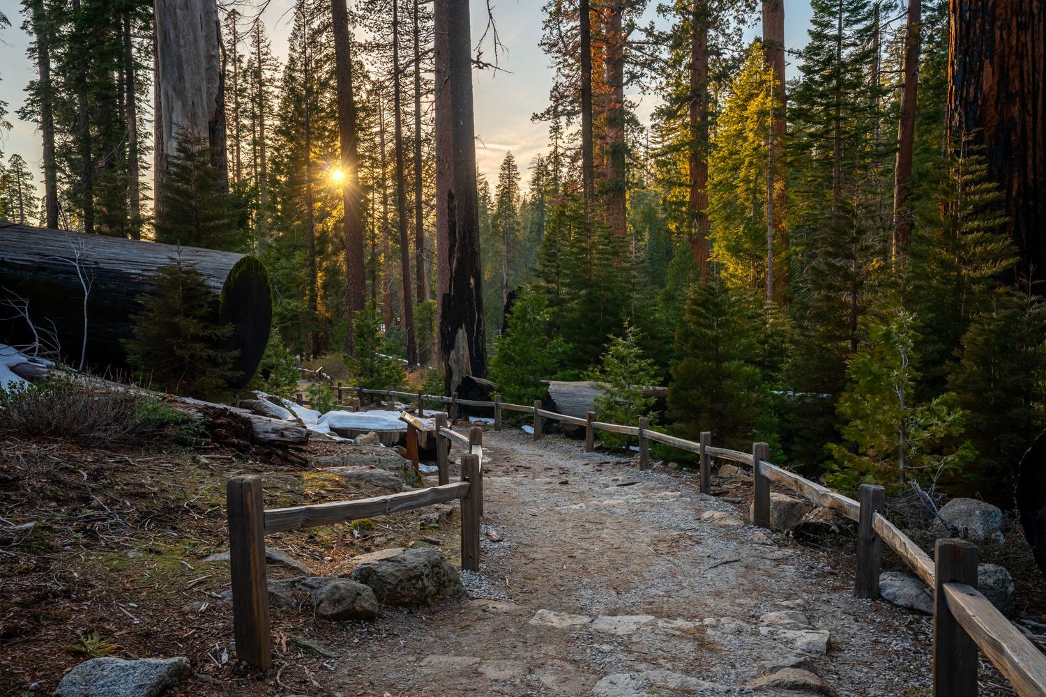 Yosemite National Park - Mariposa Grove
Fine Art Photography Print Sold by Sean Magner