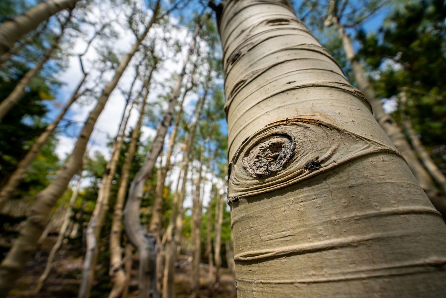 Great Basin National Park - Sky Island Forest
Fine Art Photography Print Sold by Sean Magner