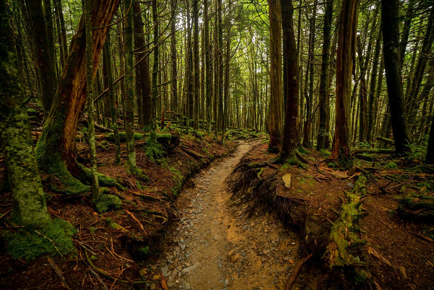 Great Smoky Mountains National Park - Appalachian Trail 
Fine Art Photography Print Sold by Sean Magner