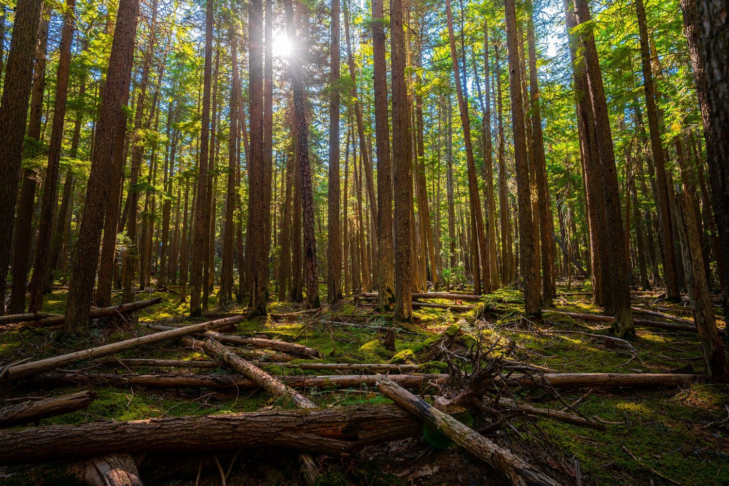 Glacier National Park - Upper McDonald Creek
Fine Art Photography Print Sold by Sean Magner