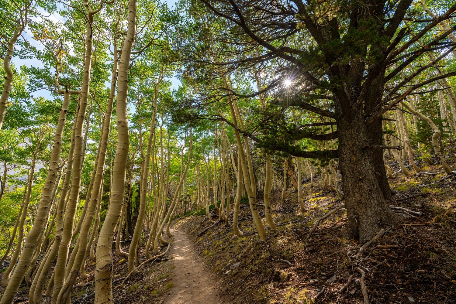 Great Basin National Park - Sky Island Forest
Fine Art Photography Print Sold by Sean Magner