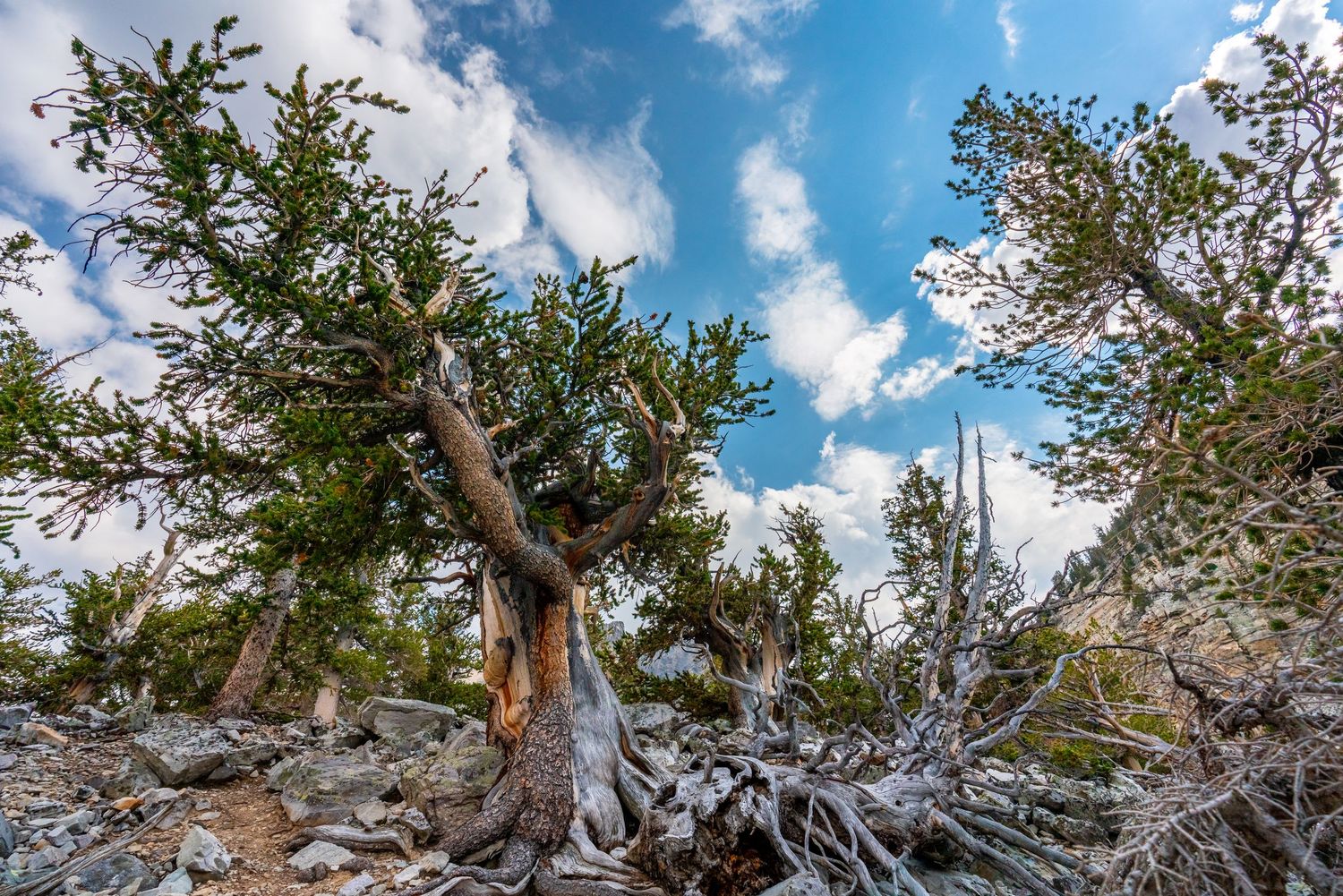 Great Basin National Park - Bristlecone Forest
Fine Art Photography Print Sold by Sean Magner