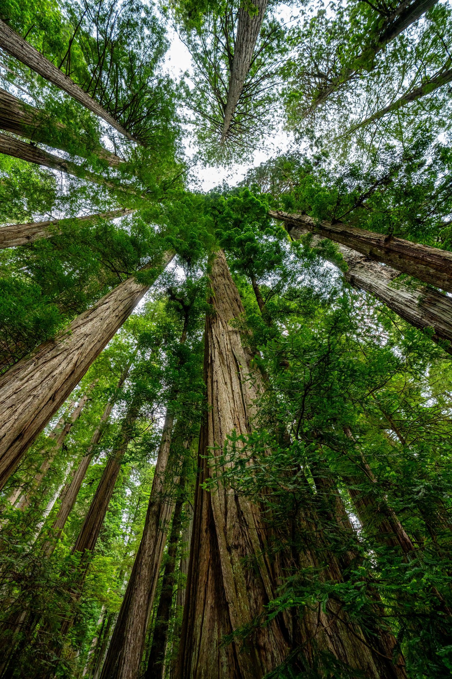 Redwoods National Park
Fine Art Photography Print Sold by Sean Magner