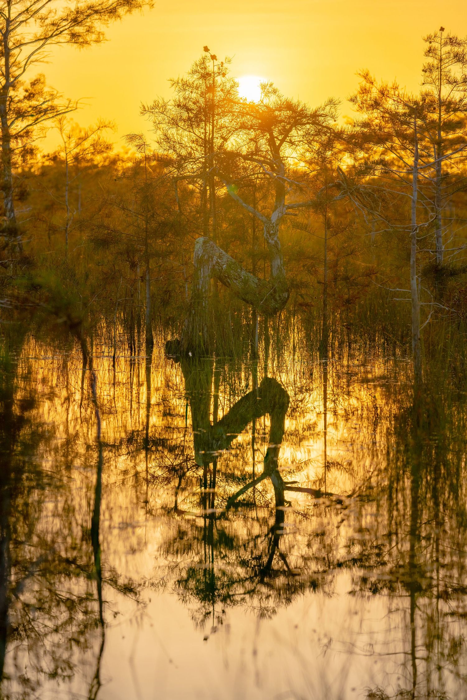 Everglades National Park - Z Tree
Fine Art Photography Print Sold by Sean Magner