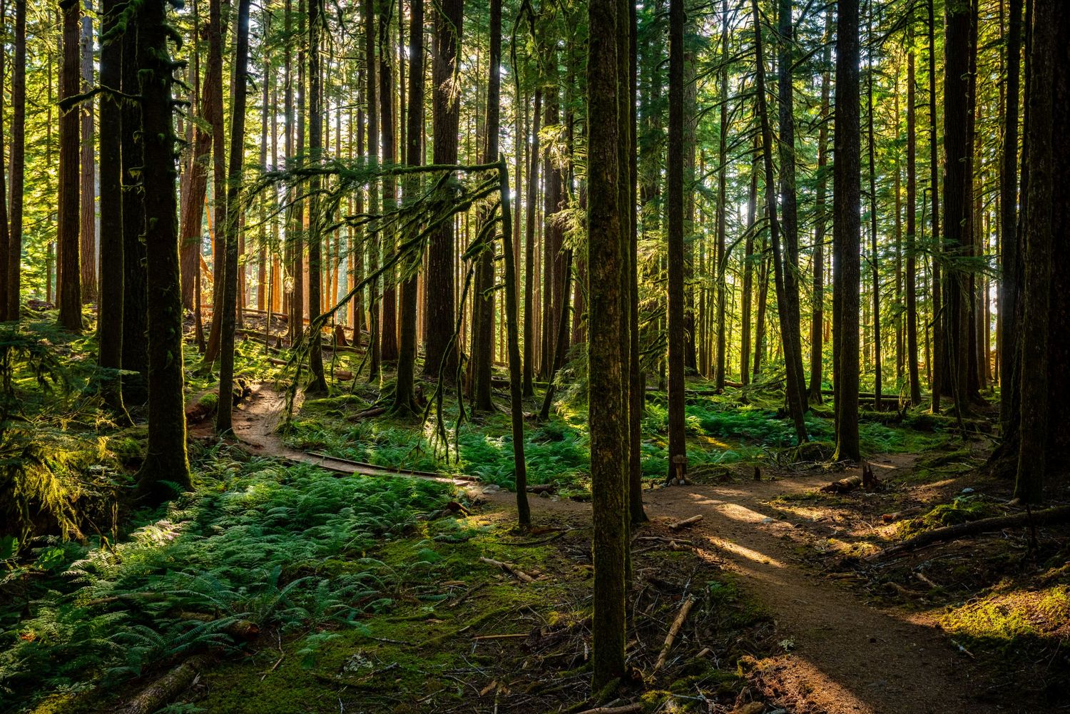 Olympic National Park - Hoh Rain Forest
Fine Art Photography Print Sold by Sean Magner