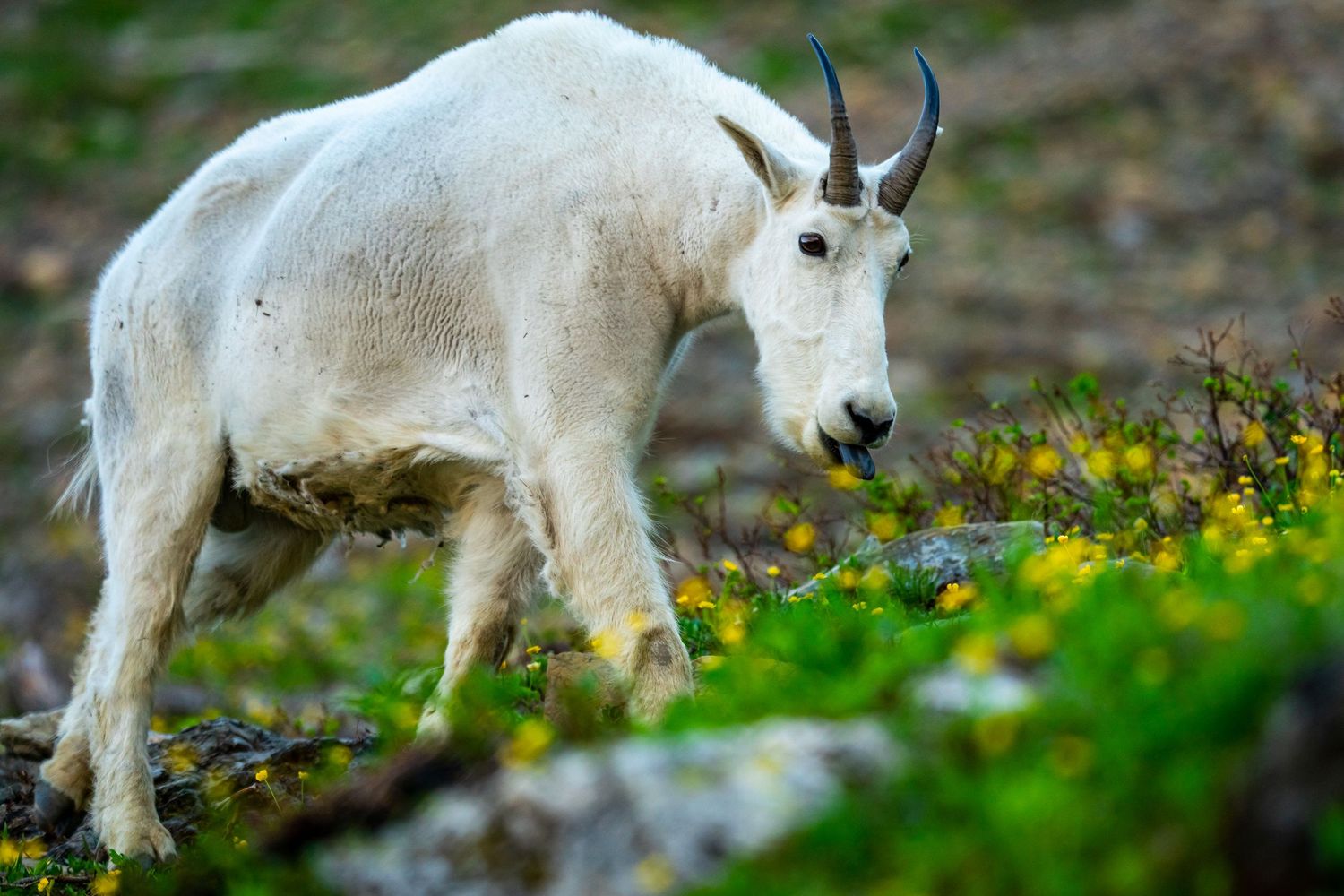 Glacier National Park - Mountain Goat
Fine Art Photography Print Sold by Sean Magner