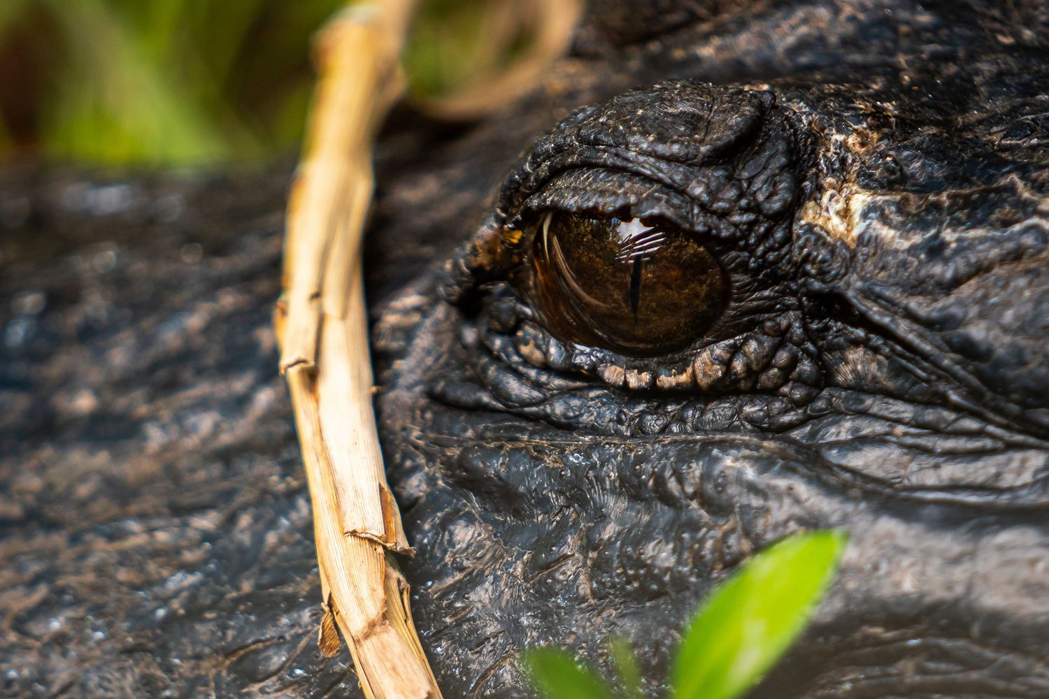 Everglades National Park
Fine Art Photography Print Sold by Sean Magner