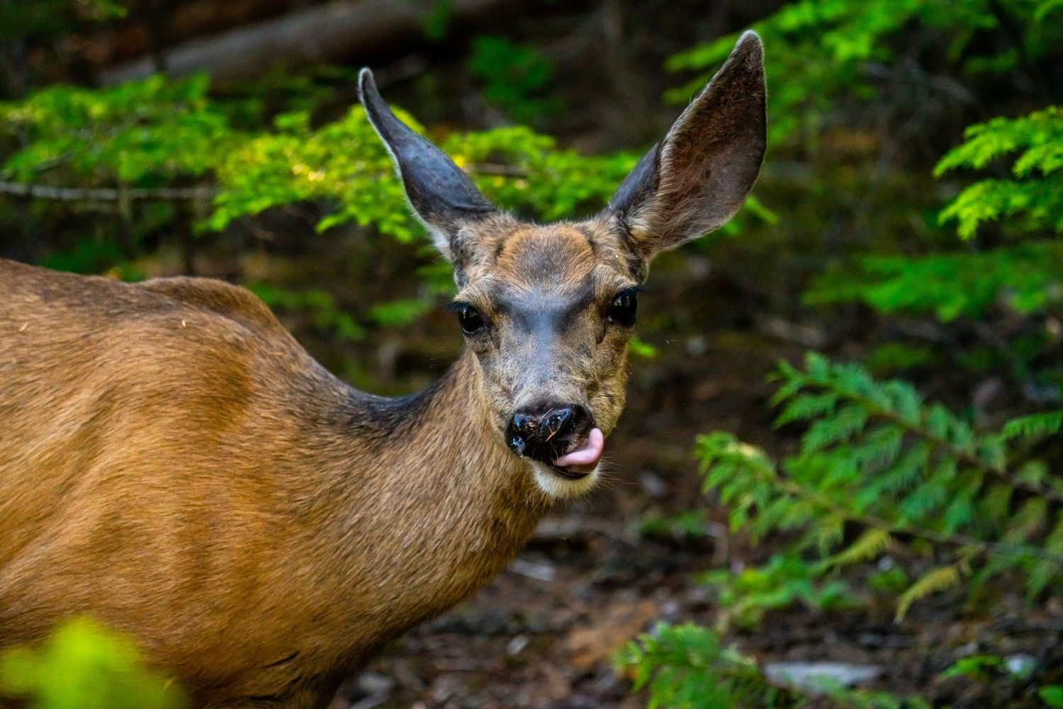 Glacier National Park - Deer
Fine Art Photography Print Sold by Sean Magner