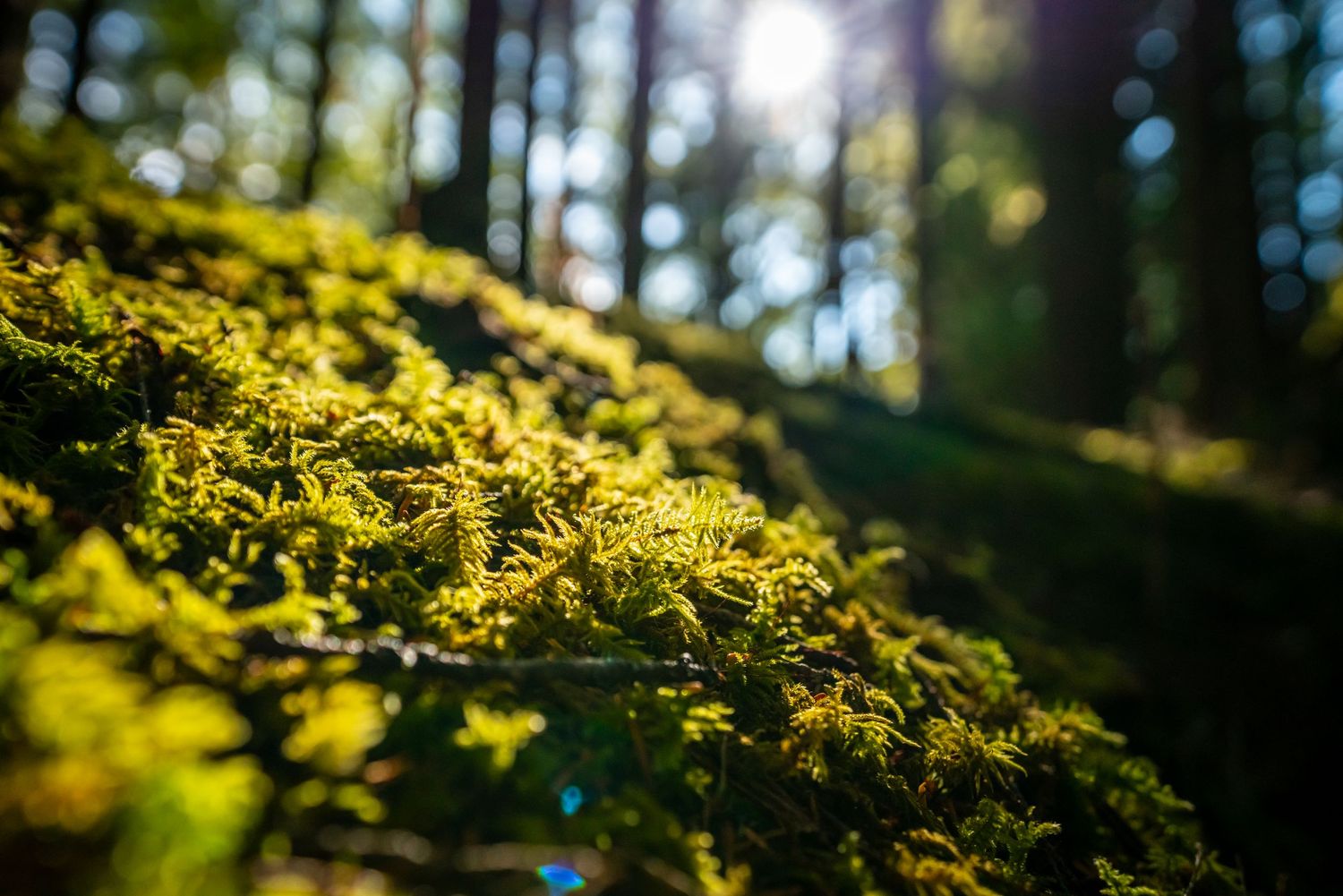 Olympic National Park - Hoh Rainforest
Fine Art Photography Print Sold by Sean Magner
