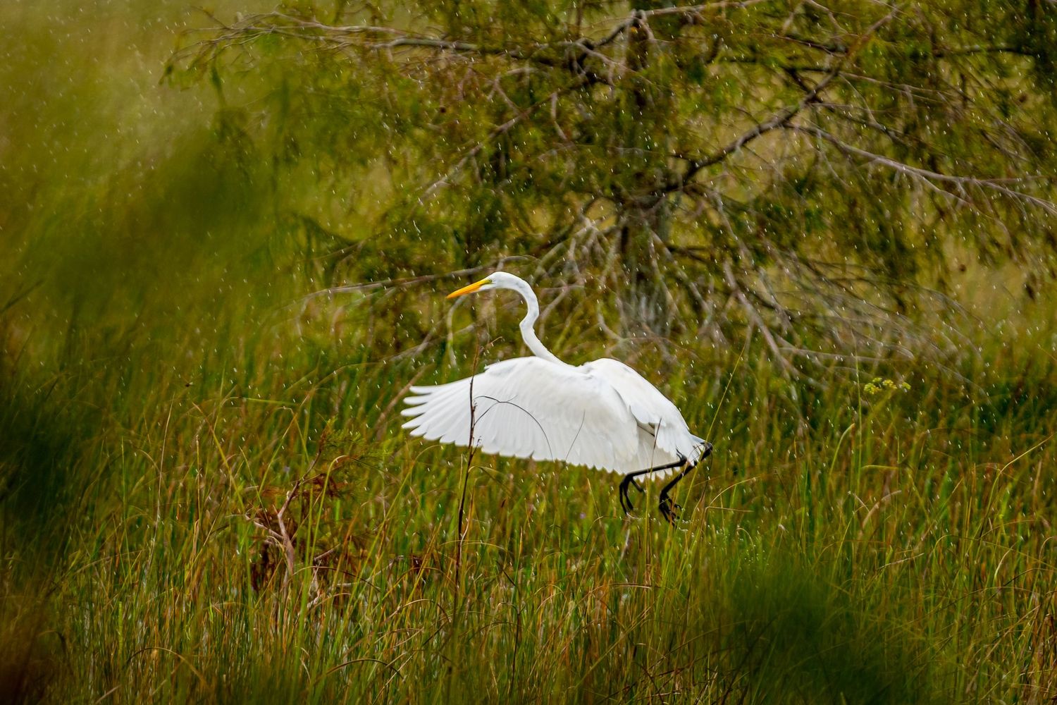 Everglades National Park
Fine Art Photography Print Sold by Sean Magner