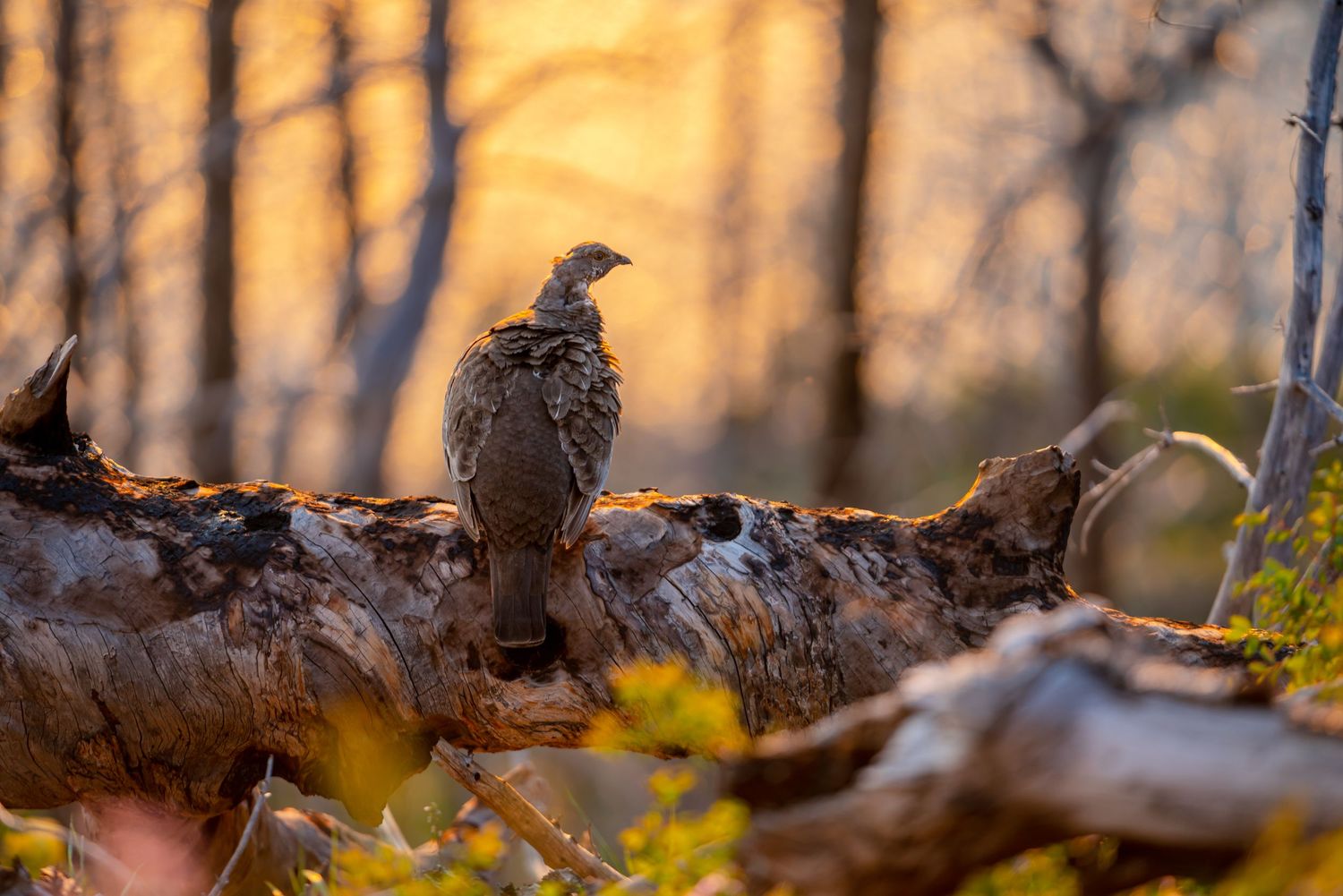 Yellowstone National Park - Lake Yellowstone Grouse
Fine Art Photography Print Sold by Sean Magner